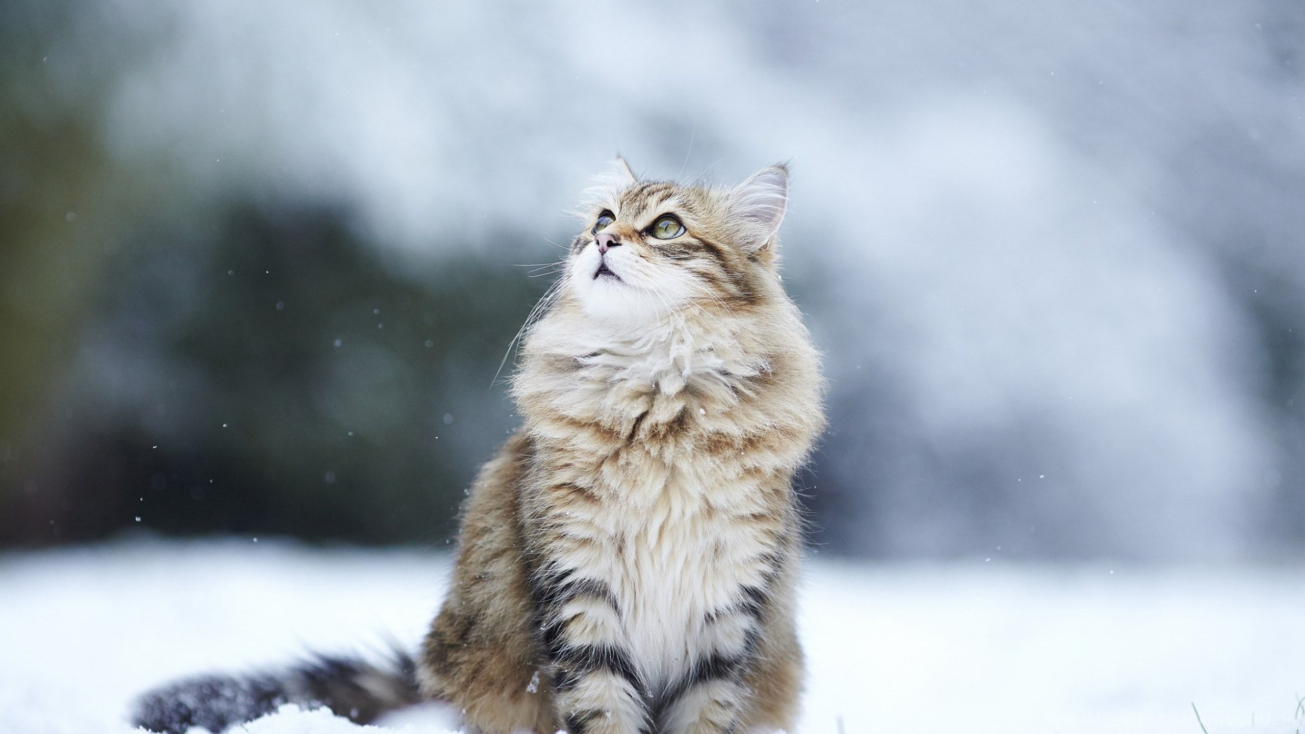 2560x1440 Fluffy Snow Cat - Cat Wallpaper