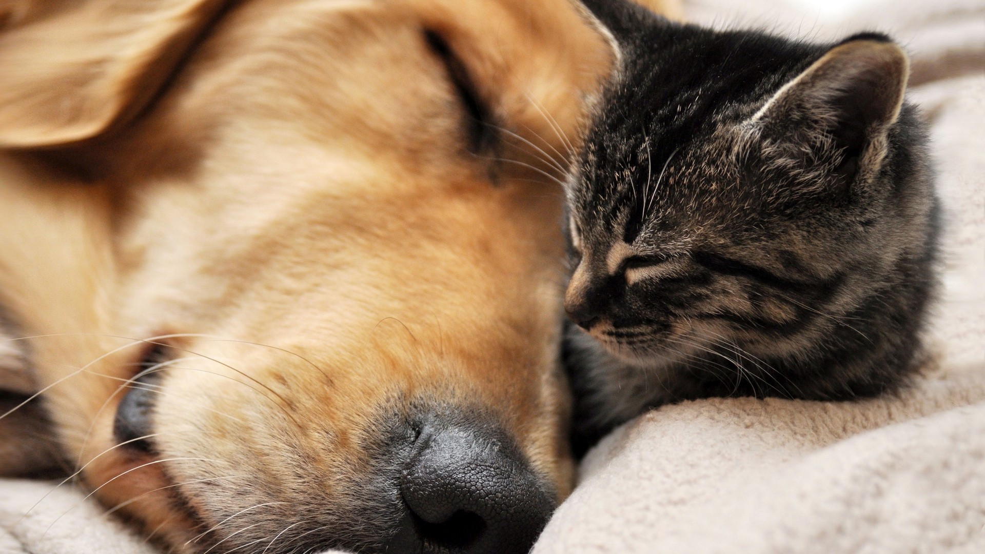1920x1080 Cat and dog napping together Widescreen Wallpaper 8982 