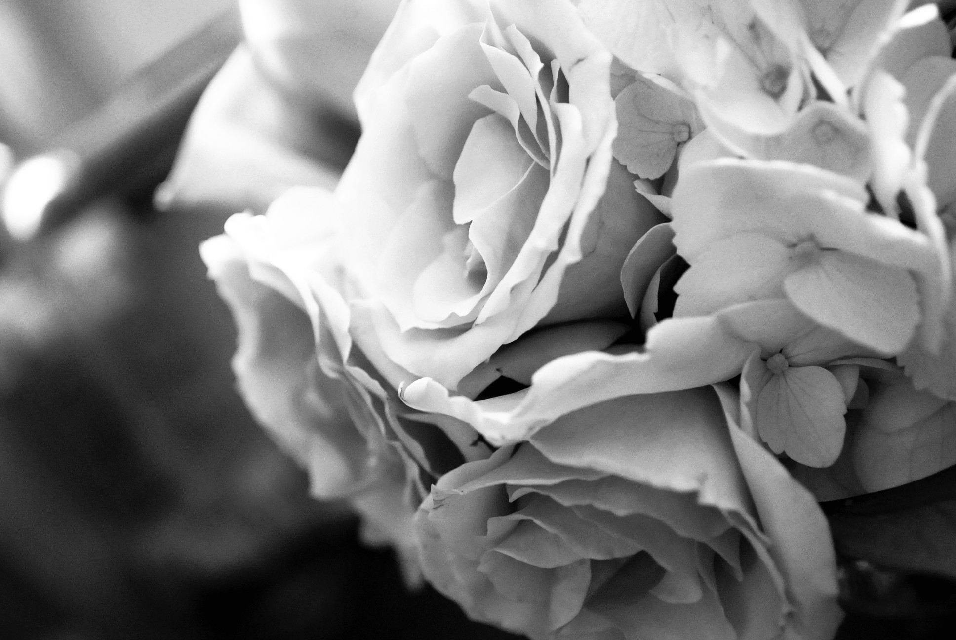 1936x1296 Black and white rose flower wallpaper.