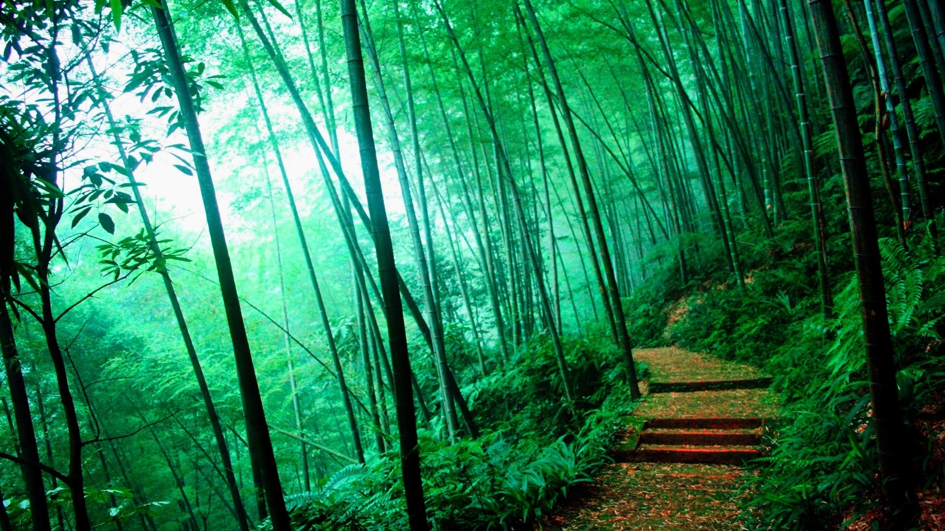 1920x1080 HD-bamboo-forest-wallpapers