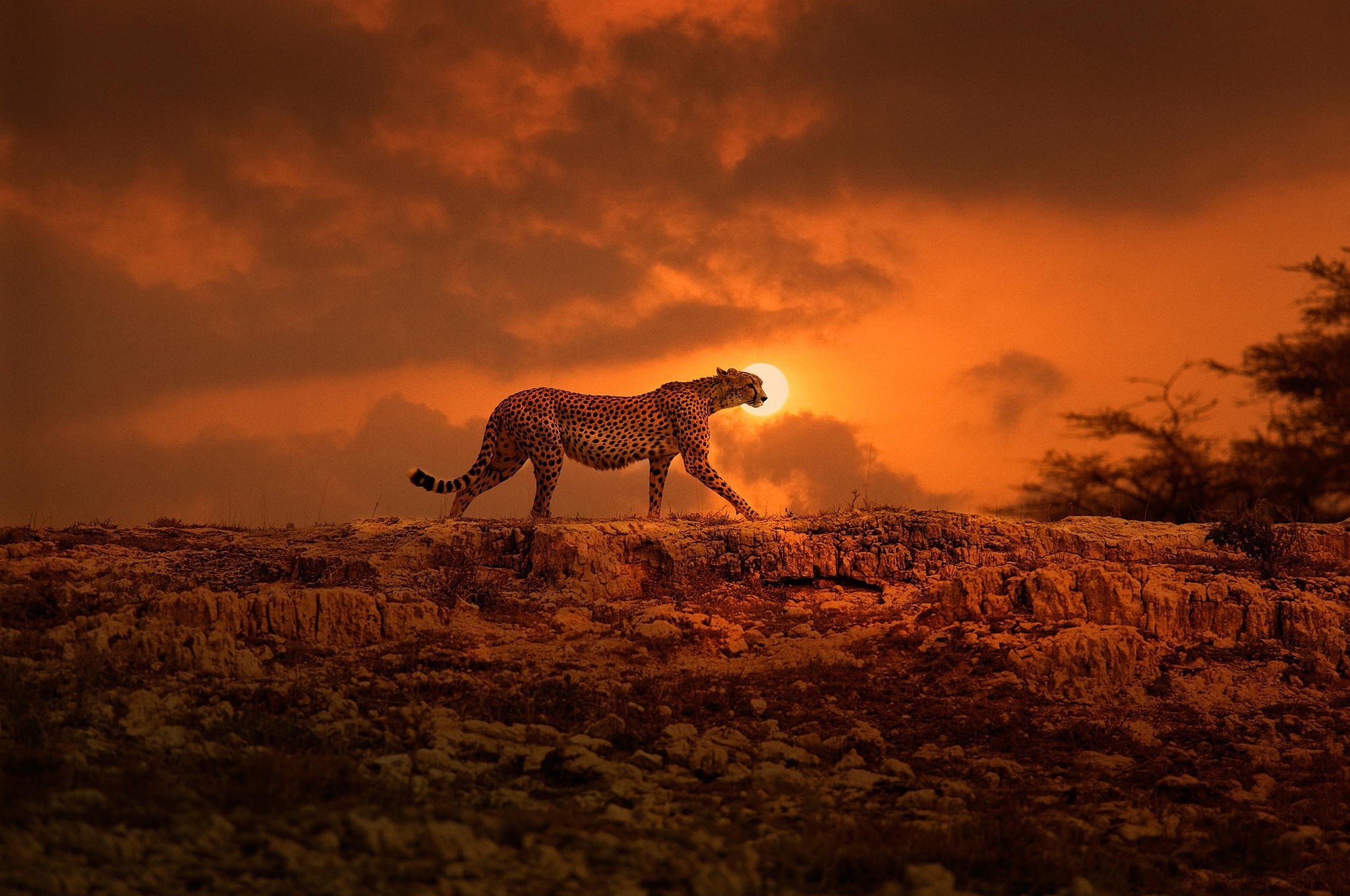 2048x1360 HD Wallpaper | Background ID:764237.  Animal Cheetah