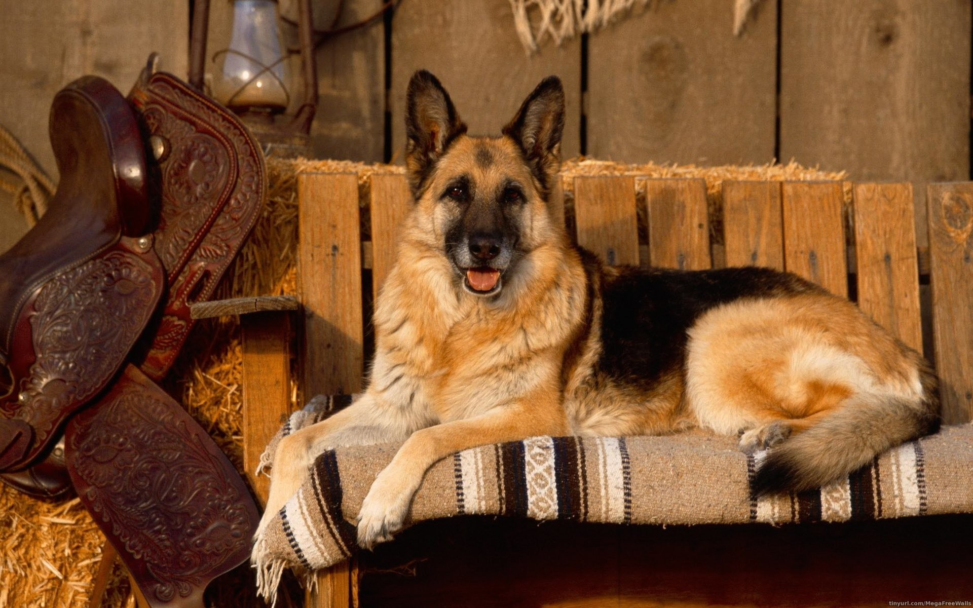 1920x1200 Animal Baby Animal Cute Dog German Shepherd Puppy Â· HD Wallpaper |  Background ID:277080