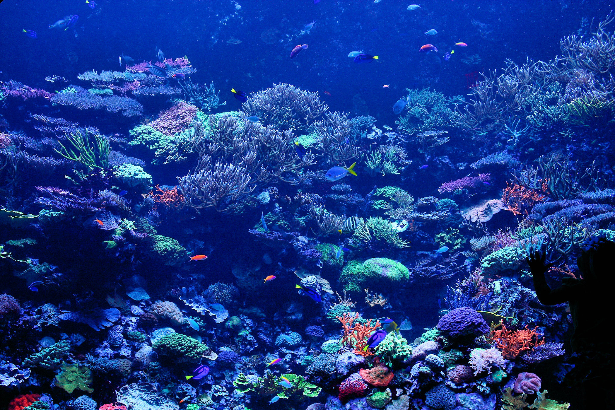 2100x1400 Coral Reef Wallpapers