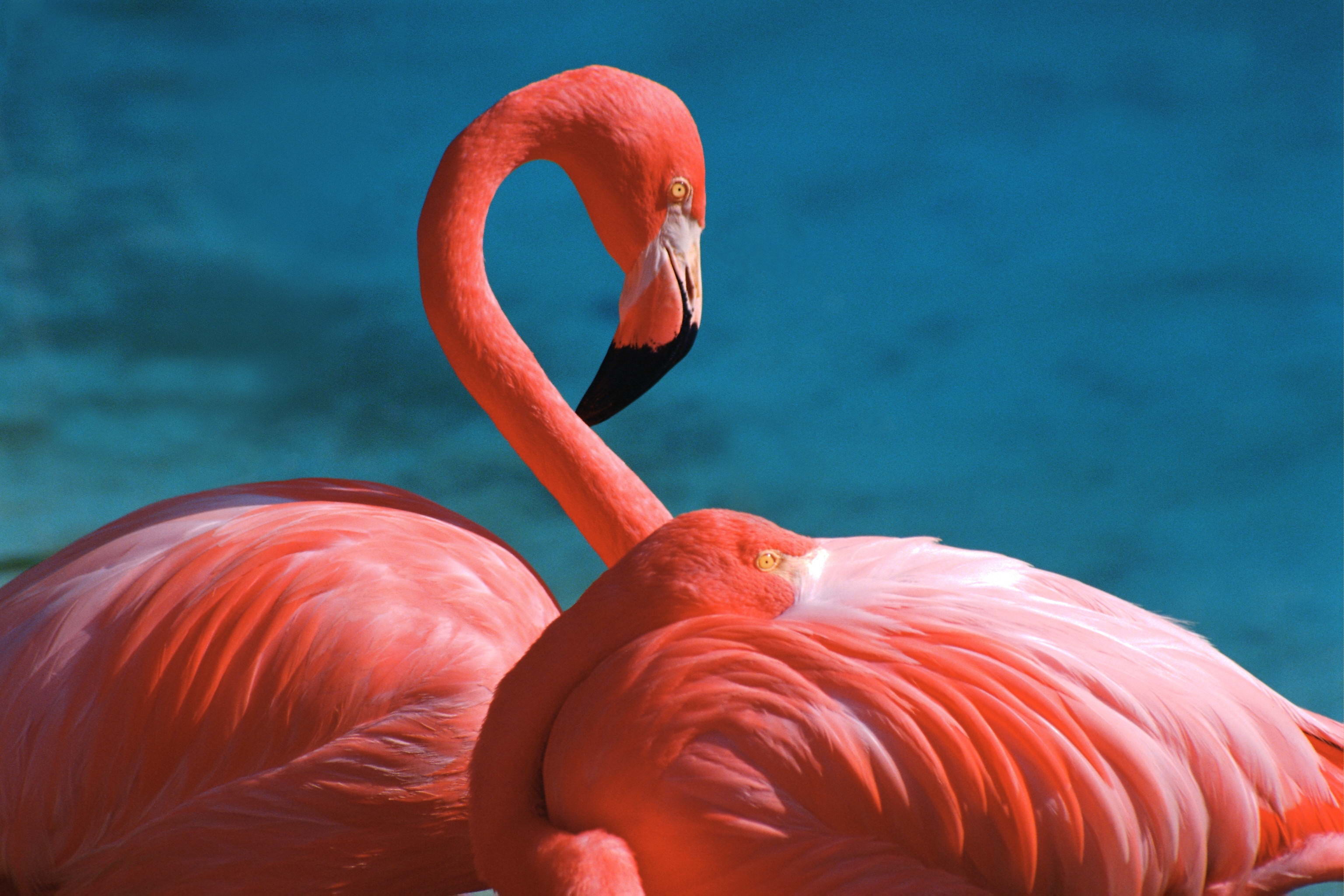 3072x2048 Animal - Flamingo Wallpaper