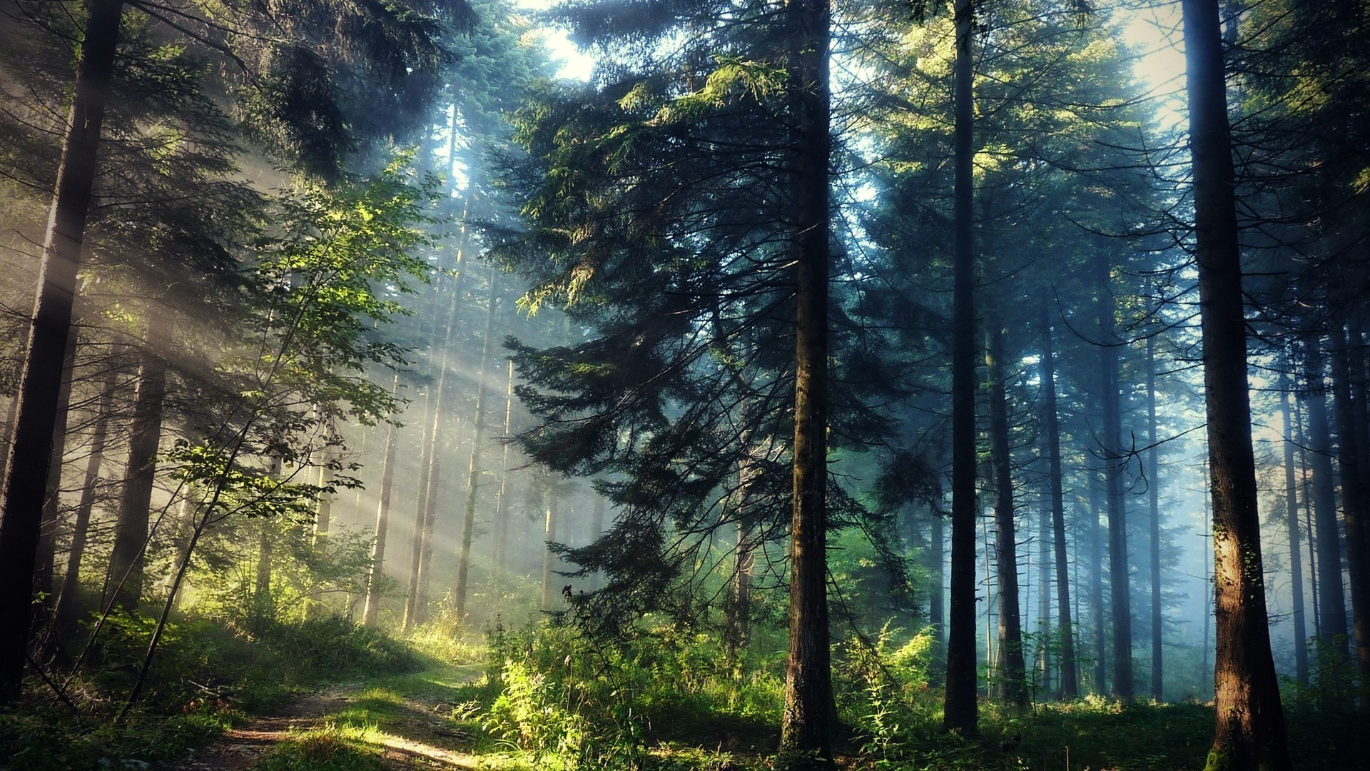 1920x1080 Trees forests plants sunlight hdr photography natural wallpaper