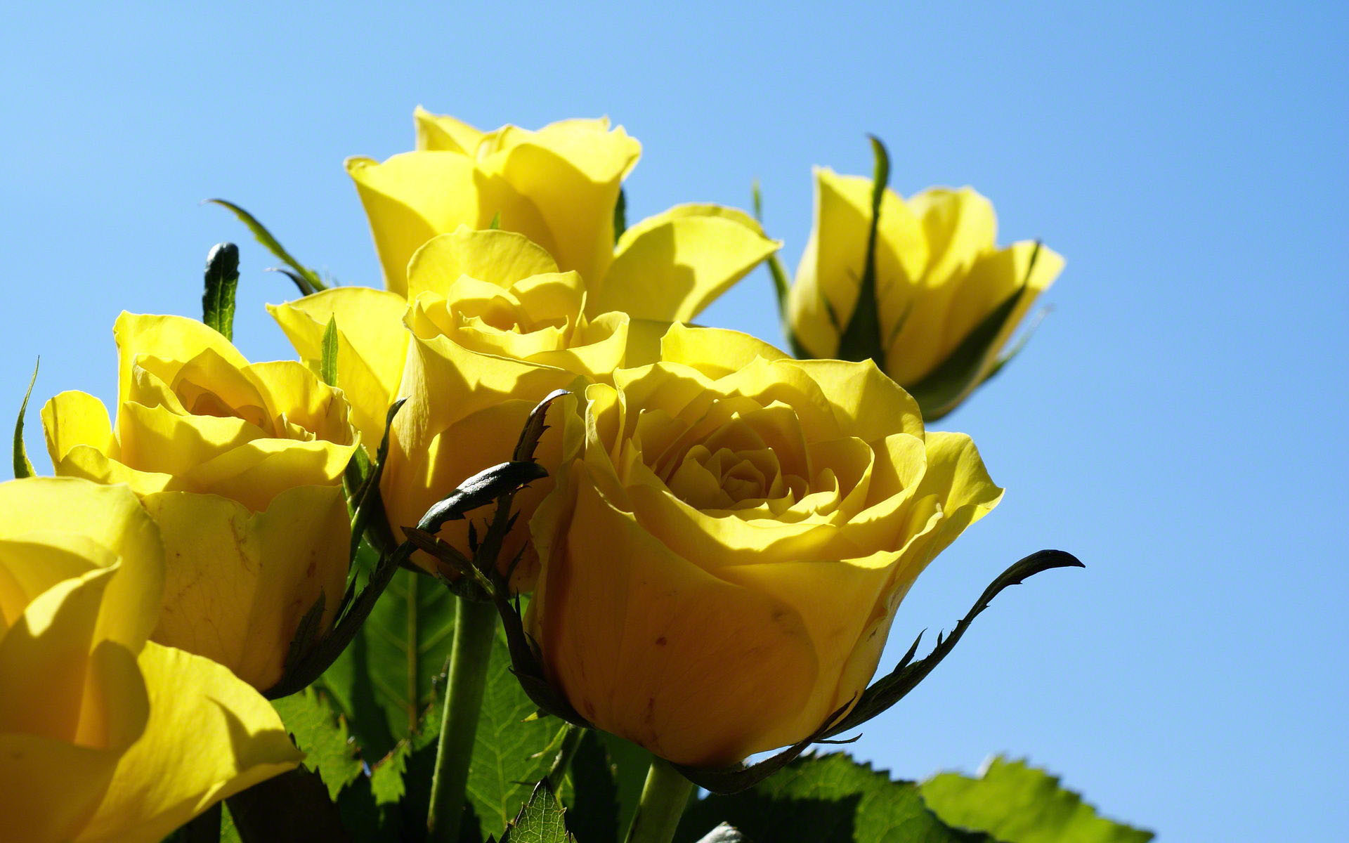 1920x1200 Yellow roses close up photo