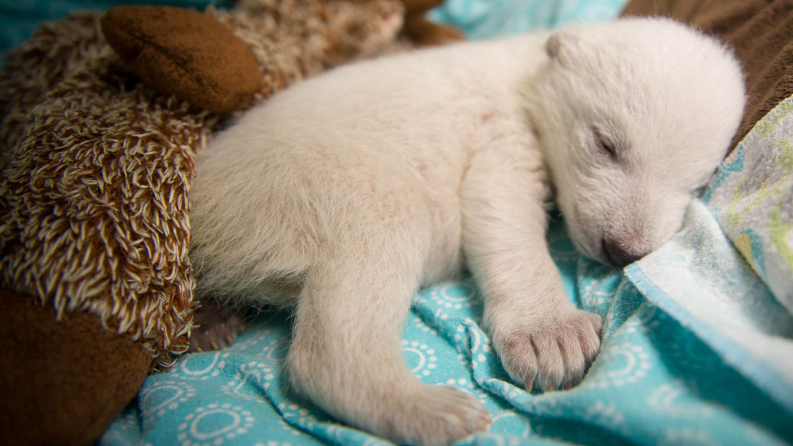 2560x1440 11 Fluffy Dogs Who Are Probably Polar Bears