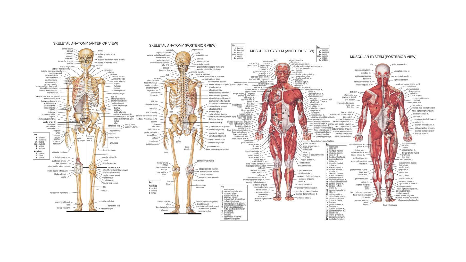 1920x1080 Human Body Bones All Name 1080P Photo Human Anatomy Hd Wallpaper Â»  Fullhdwpp – Full Hd