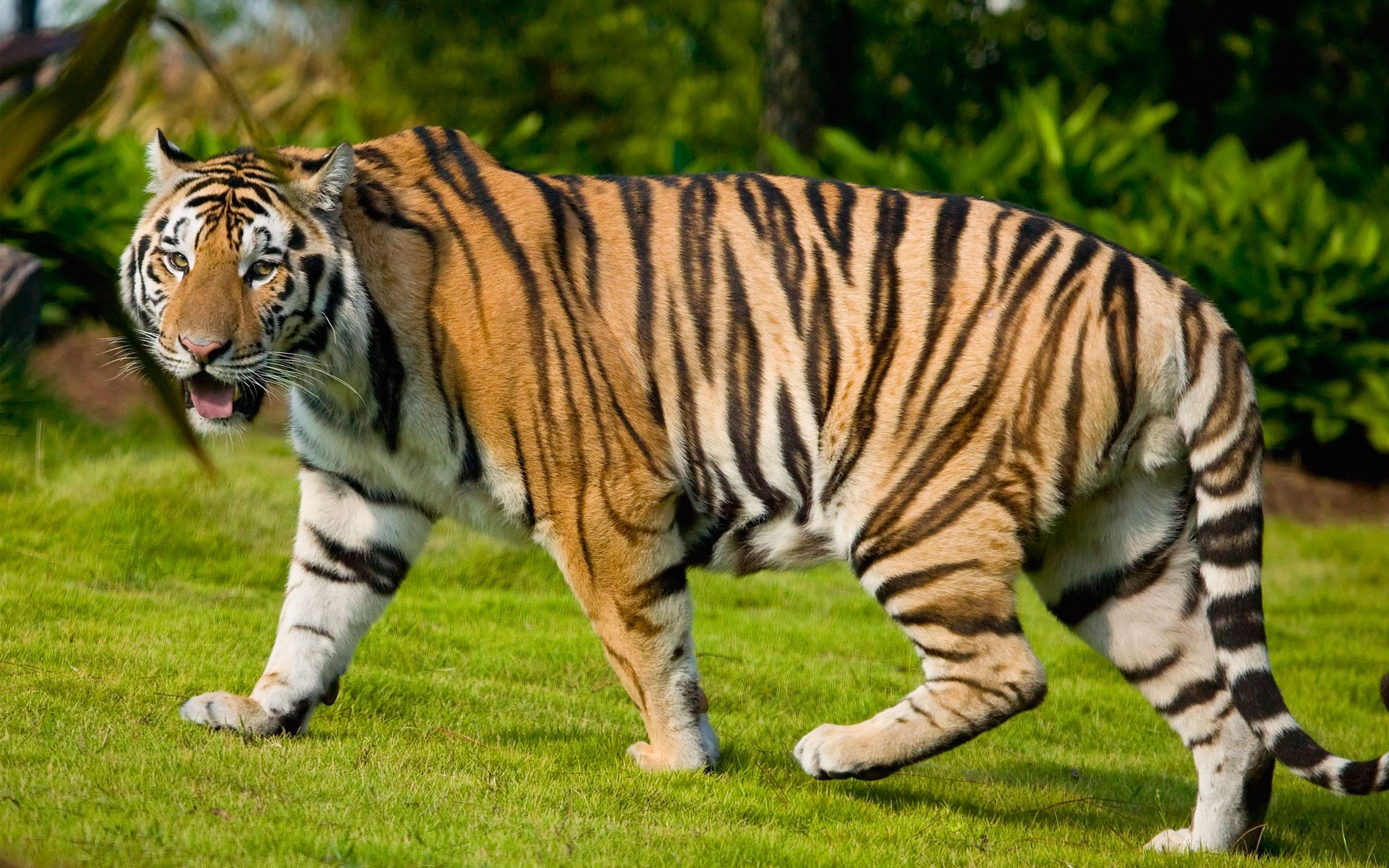 1920x1200 Tiger Animals HD Free Pictures Wallpapers Download