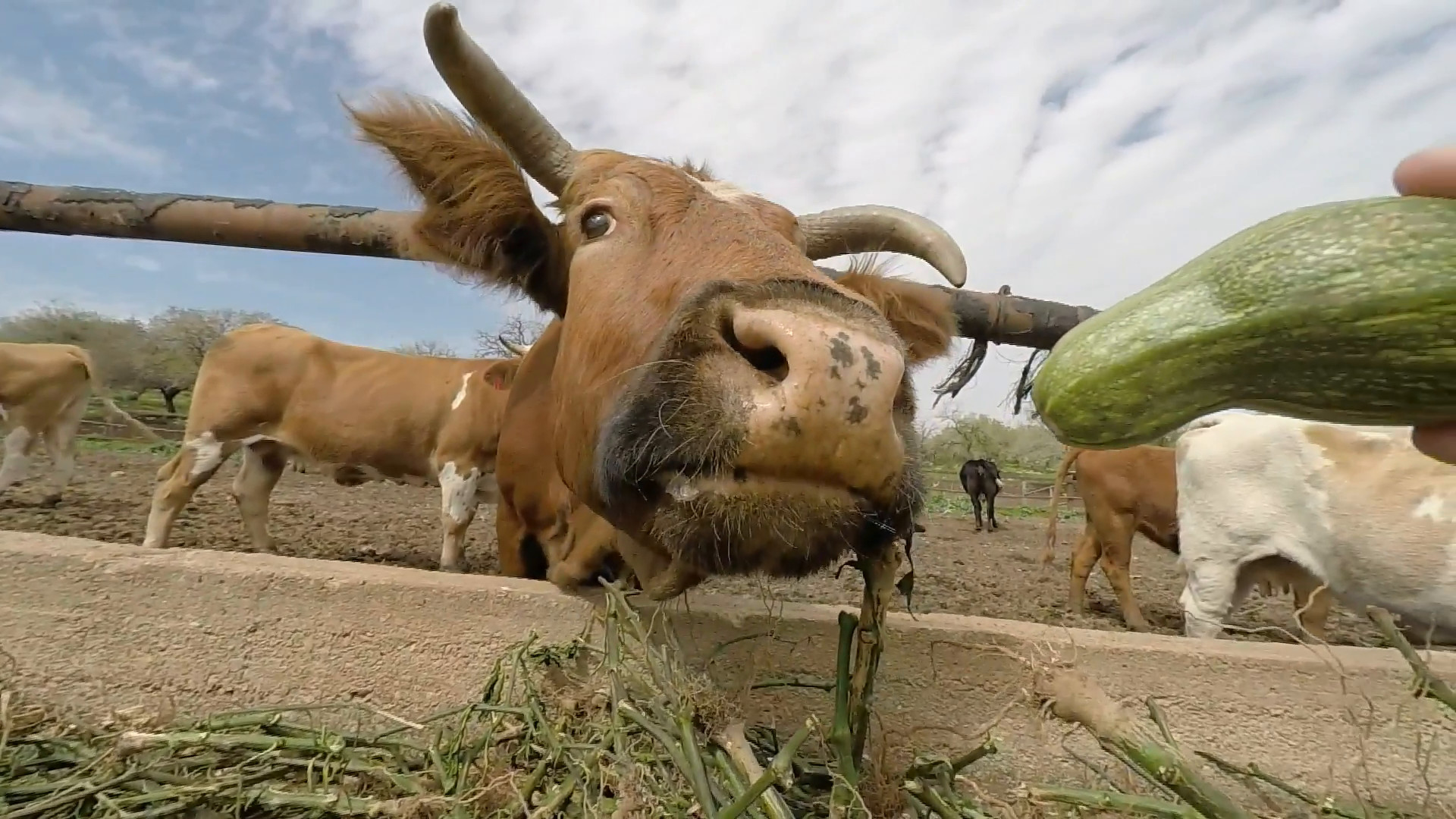 1920x1080 Funny cow eats in slow motion Cow smells, licks and eats straw, shows wet  and moist nose Stock Video Footage - VideoBlocks