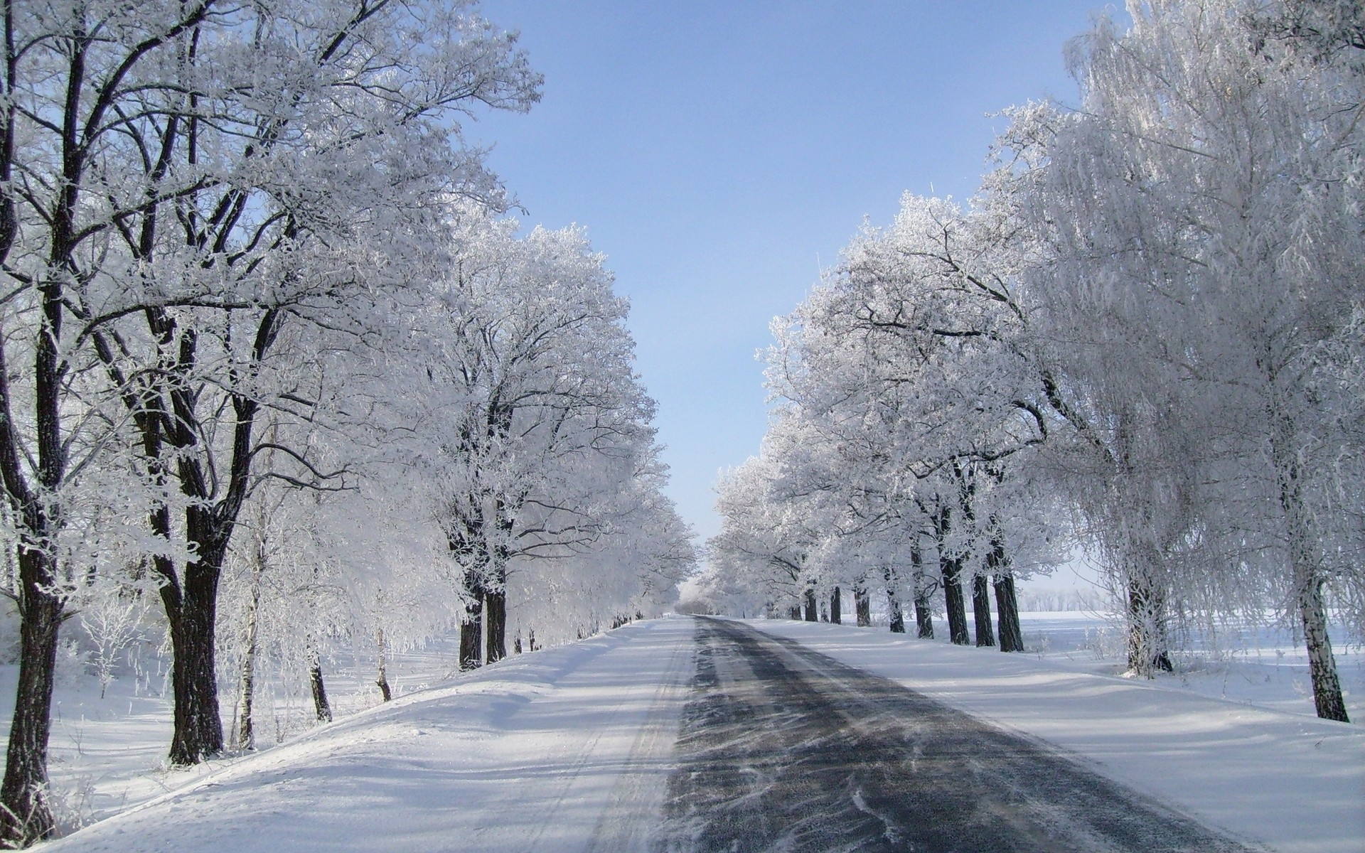 1920x1200 Winter Trees Road Fields Snowy wallpapers and stock photos