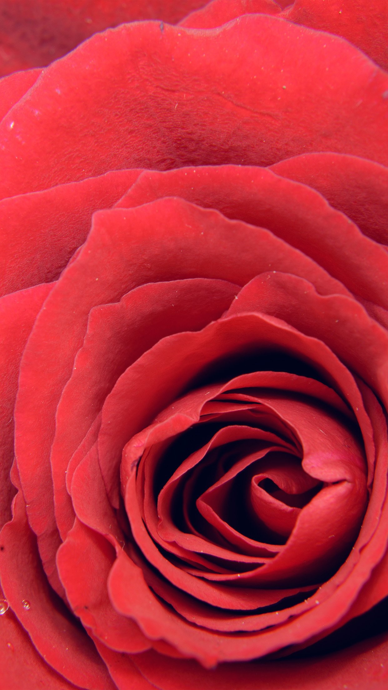 1242x2208 nb73-rose-red-flower-nature-love