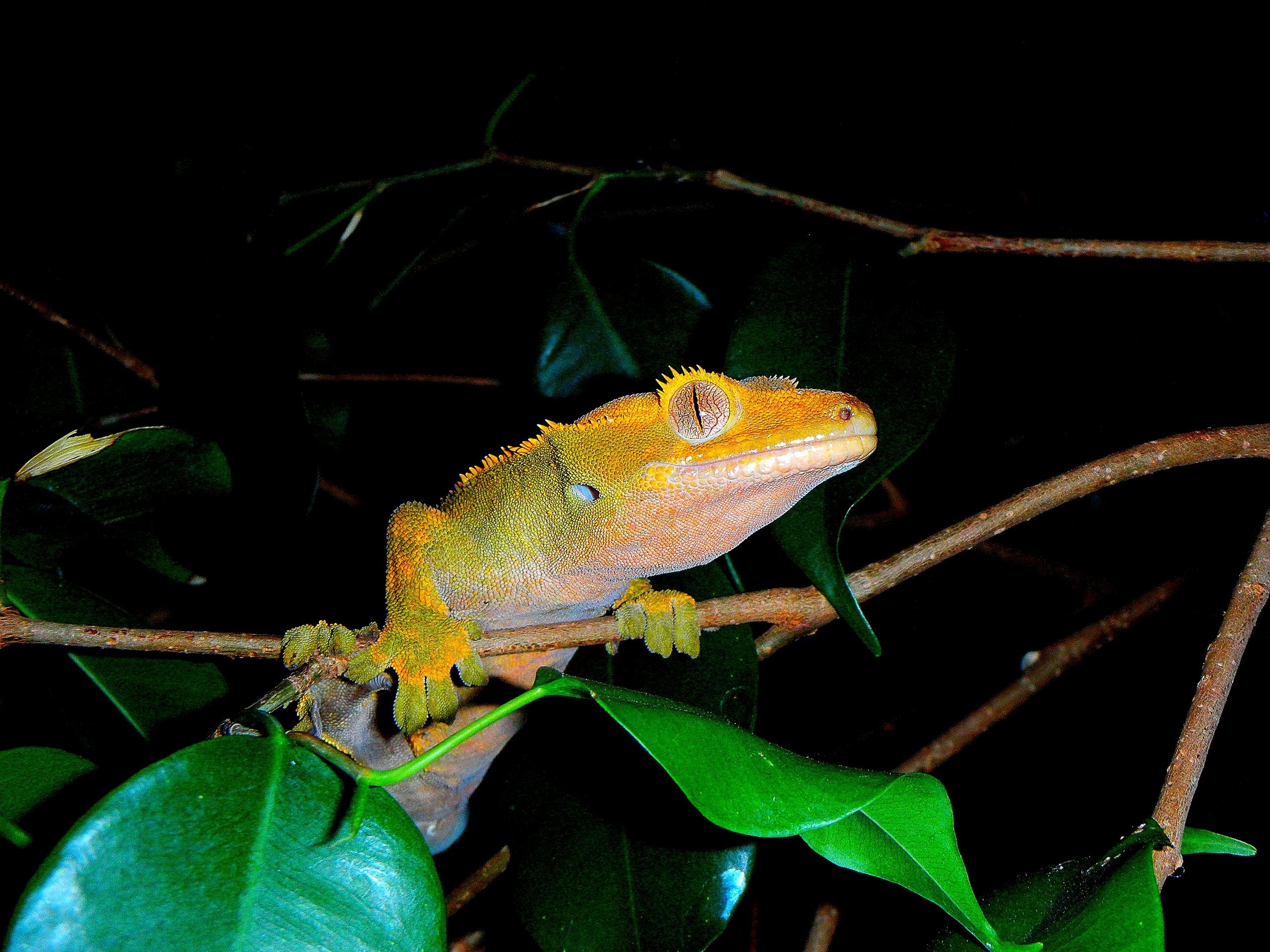 2560x1920 Reptiles images Female Crested Gecko Close-Up Photo HD wallpaper and  background photos