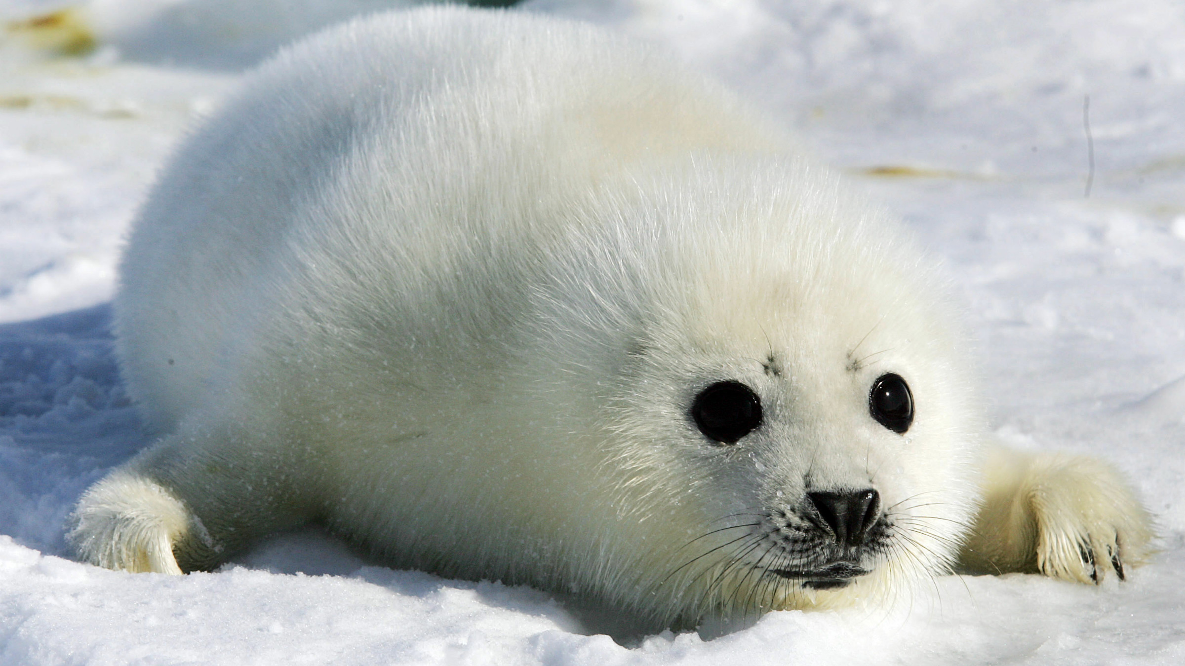 2400x1350 Photographer Ellen Cuylaerts captures baby seals days old rolling .