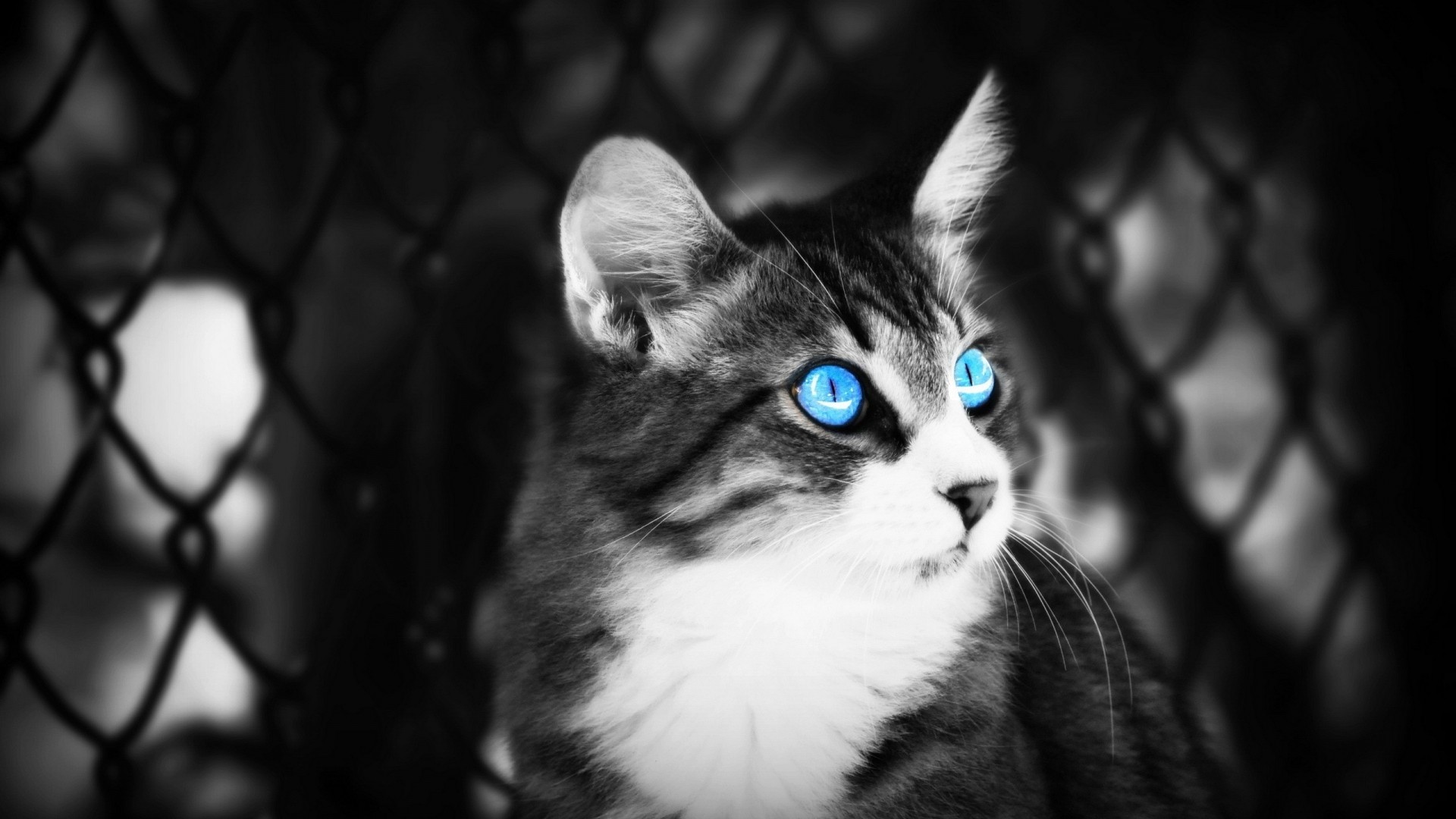 1920x1080 Blue Eyes Cat Black and White HD Wallpaper