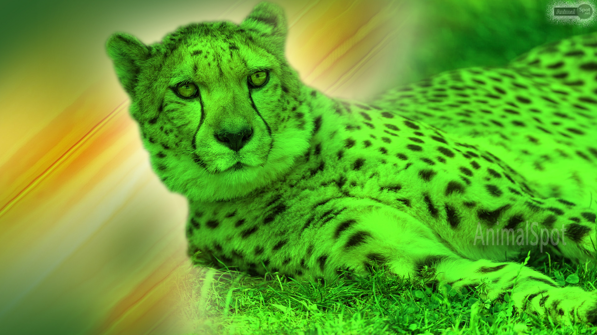 1920x1080 Best Cheetah Wallpapers and Backgrounds