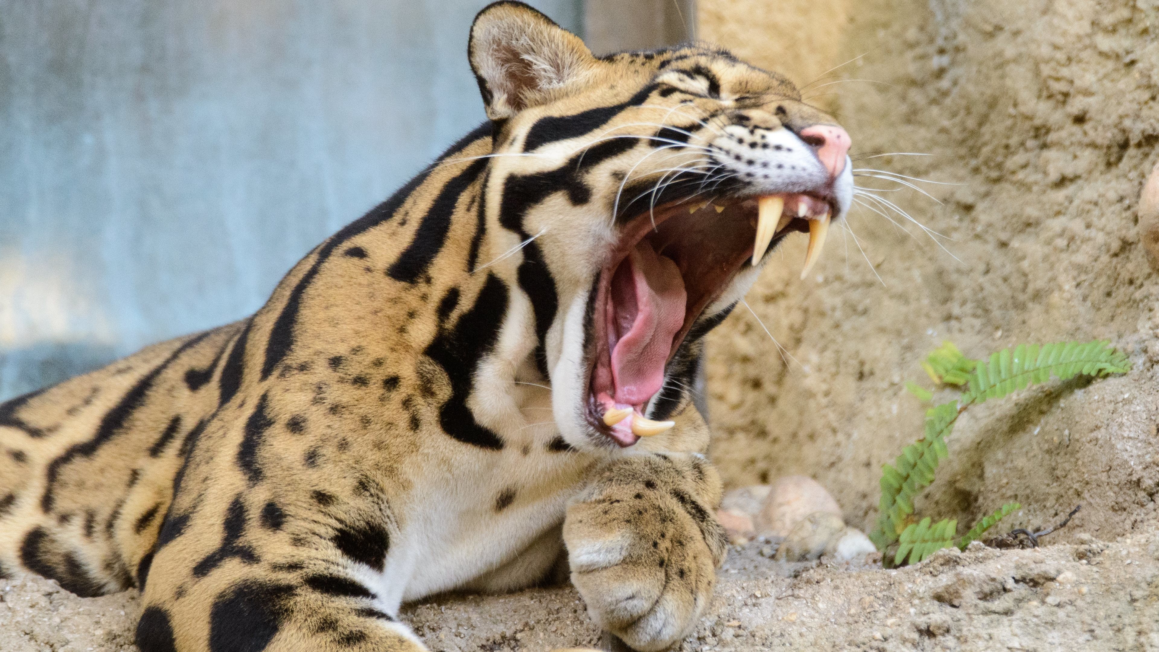 3840x2160 The Clouded Leopard from Zoo Miami in this new picture from portfolio of  Eric Kilby Â· Download the leopard wallpaper for your 4K, HD and wide  screens from ...
