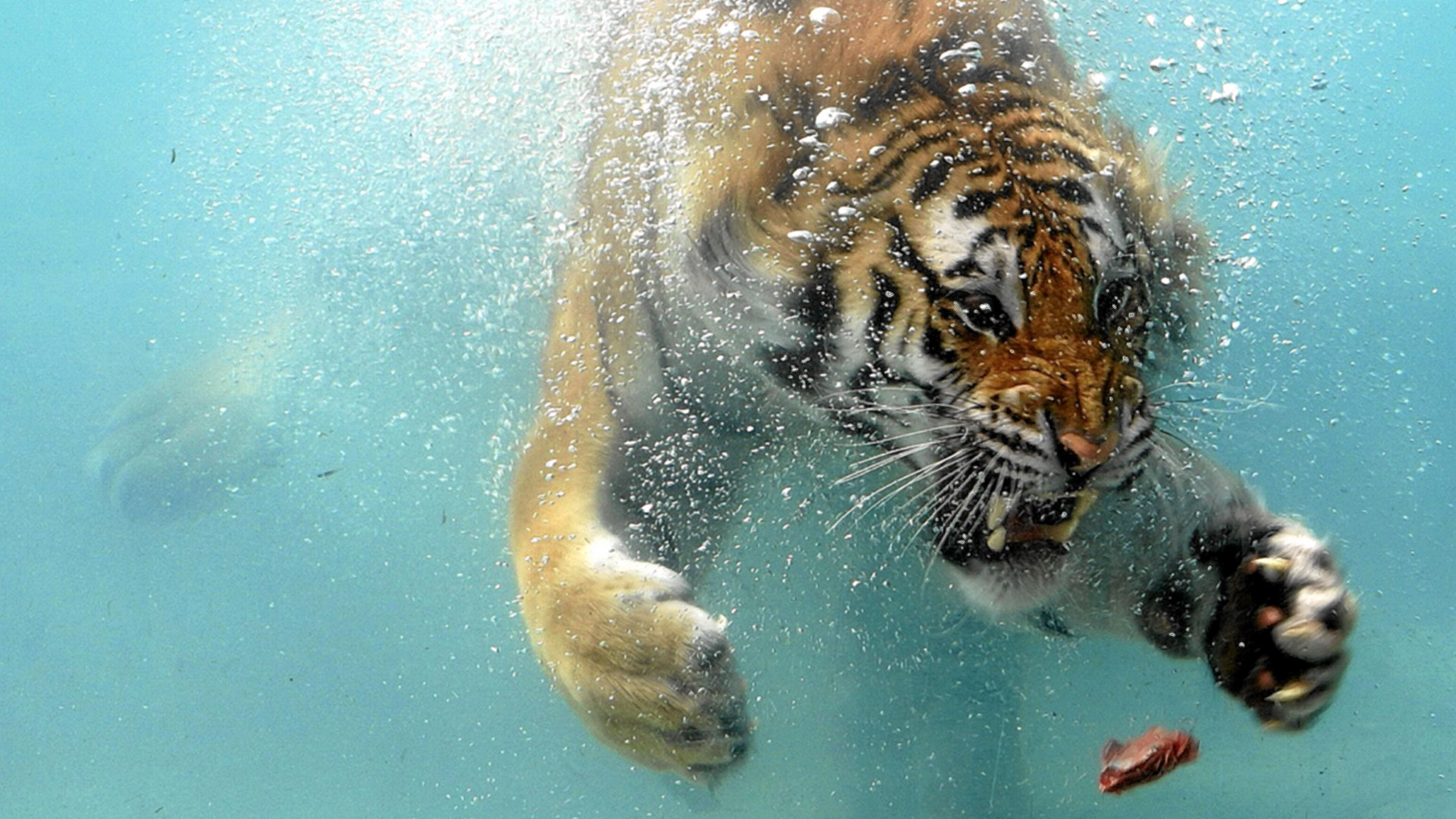 1920x1080 Swimming Tiger HD Wallpaper in Full HD from the Animals category.
