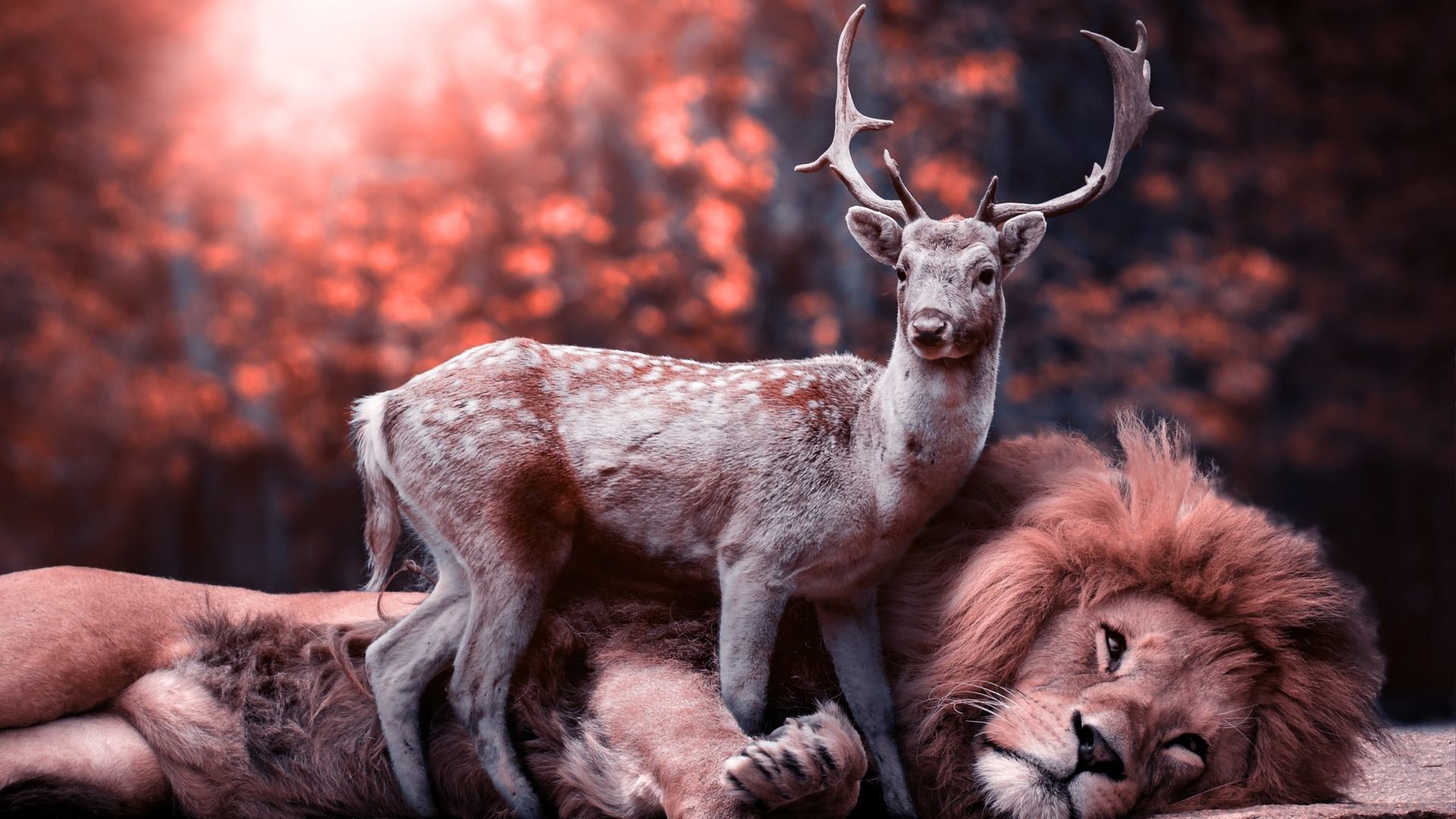 1920x1080 Lion and Deer Wallpaper HD