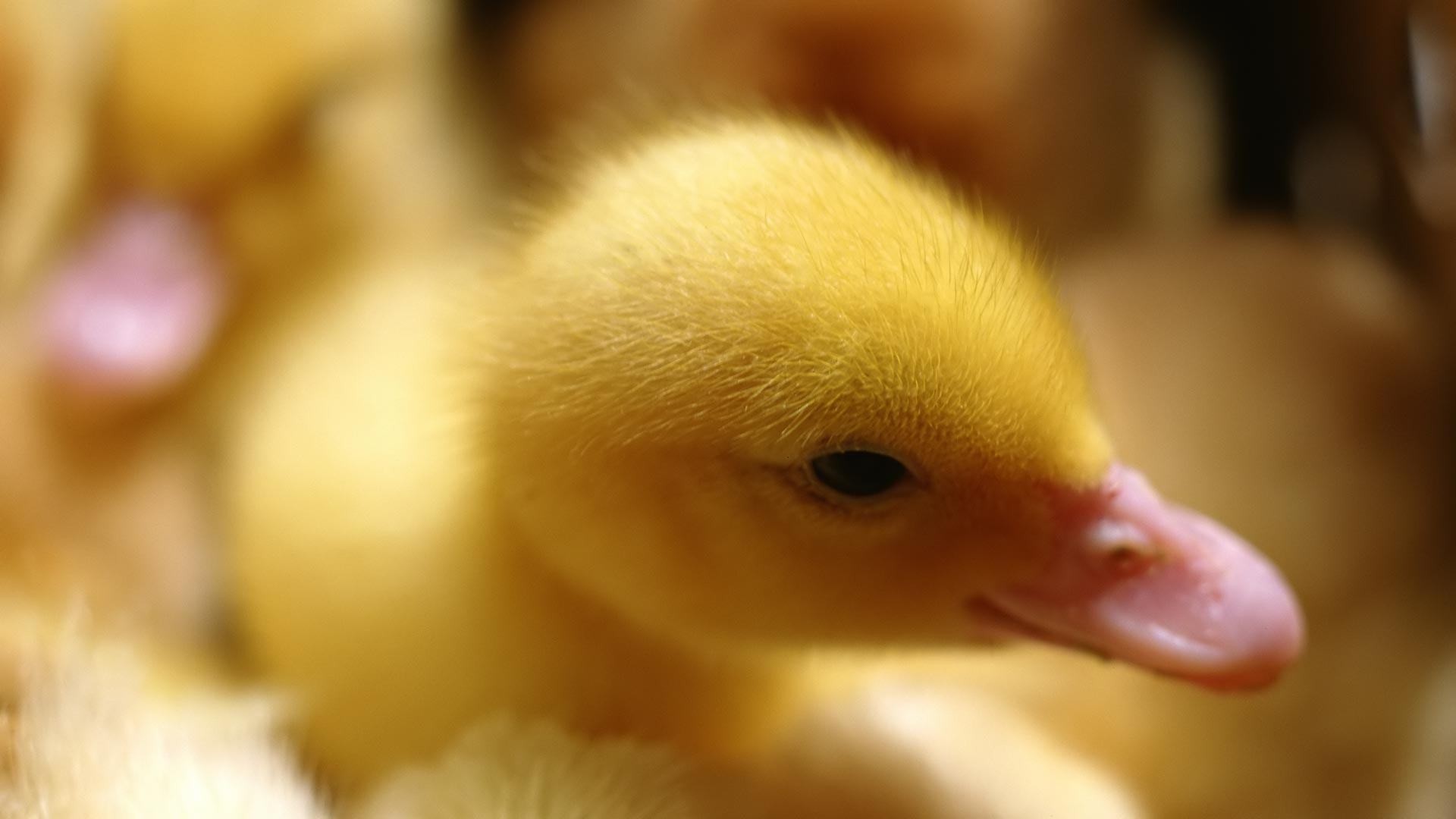 1920x1080 Wallpapers Backgrounds - Desktop backgrounds Animal Life Animals Cute baby  duckling