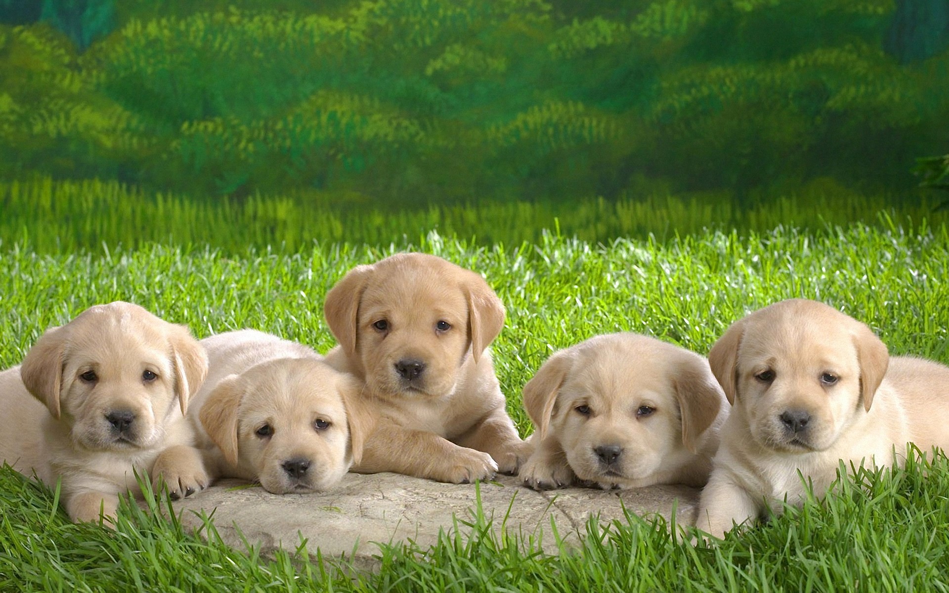 1920x1200 Cute Lovely Dog wallpapers (12 Wallpapers)