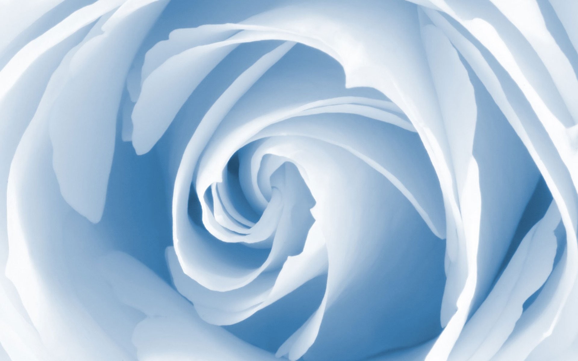 1920x1200 Baby Blue Roses