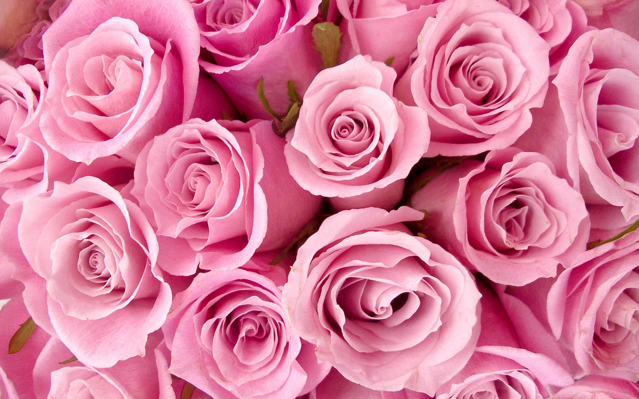 2560x1600 Roses images Pretty Pink Roses HD wallpaper and background photos