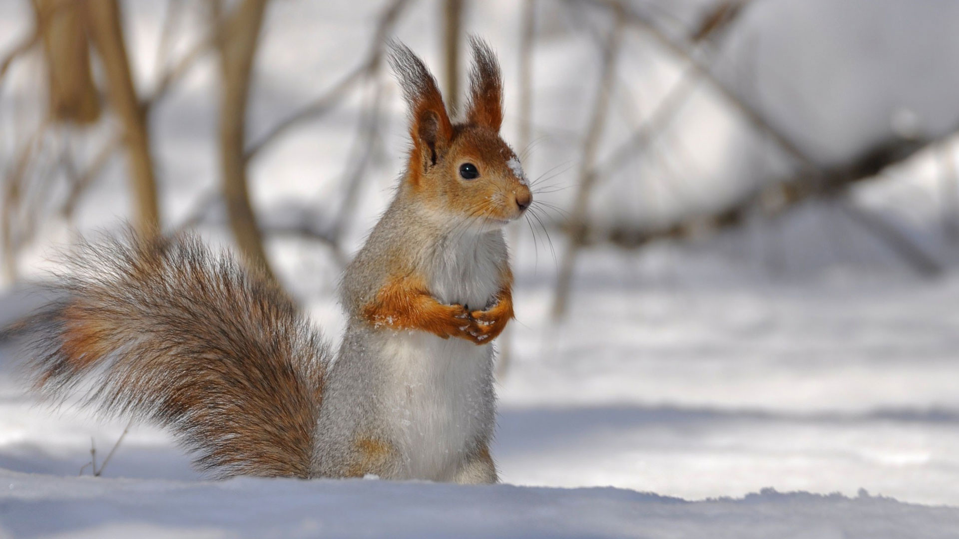 1920x1080 hd pics photos cute squirrel snow ice winter polar animals hd quality  desktop background wallpaper