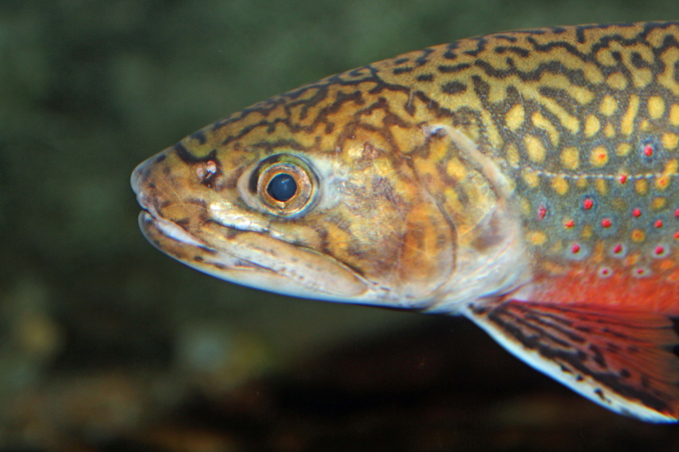 2184x1455 Face brook trout photo and wallpaper Cute Face brook trout pictures  