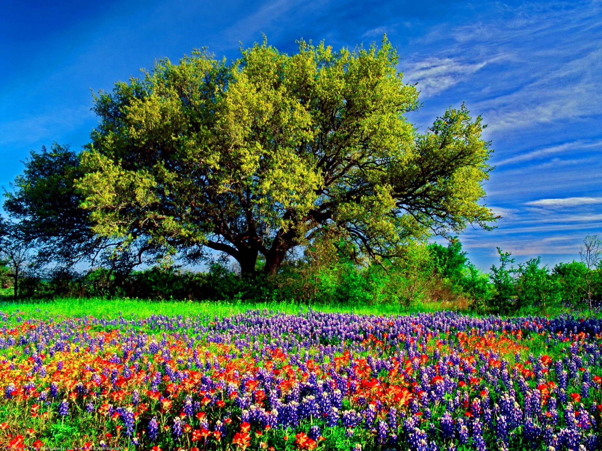 1920x1440 Live Oak, Paintbrush, and Bluebonnets in Texas Hill Country, USA  Photographic Print by Adam Jones