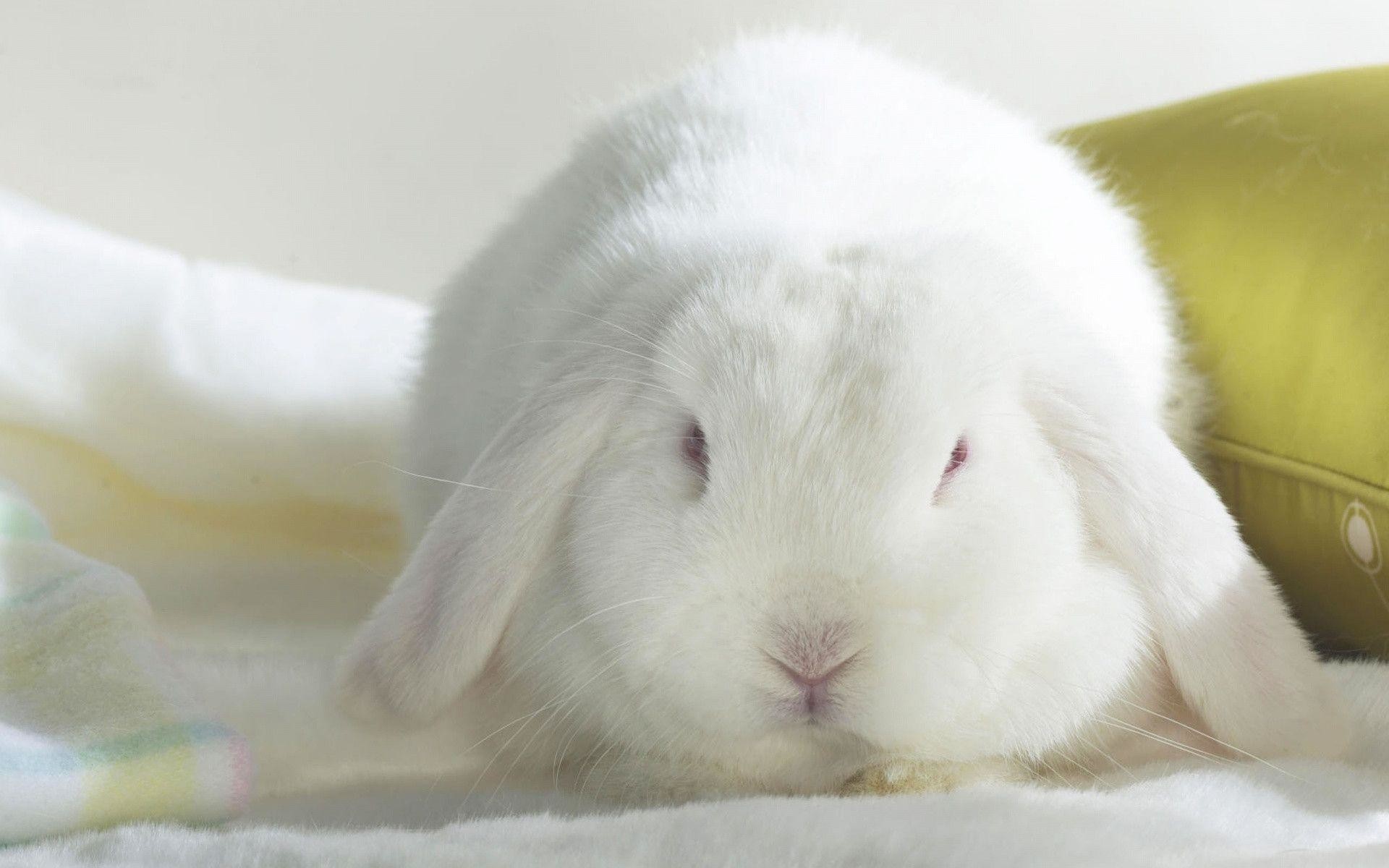 1920x1200 Cute Bunny Wallpaper In  Resolution Free Wallpapers Download