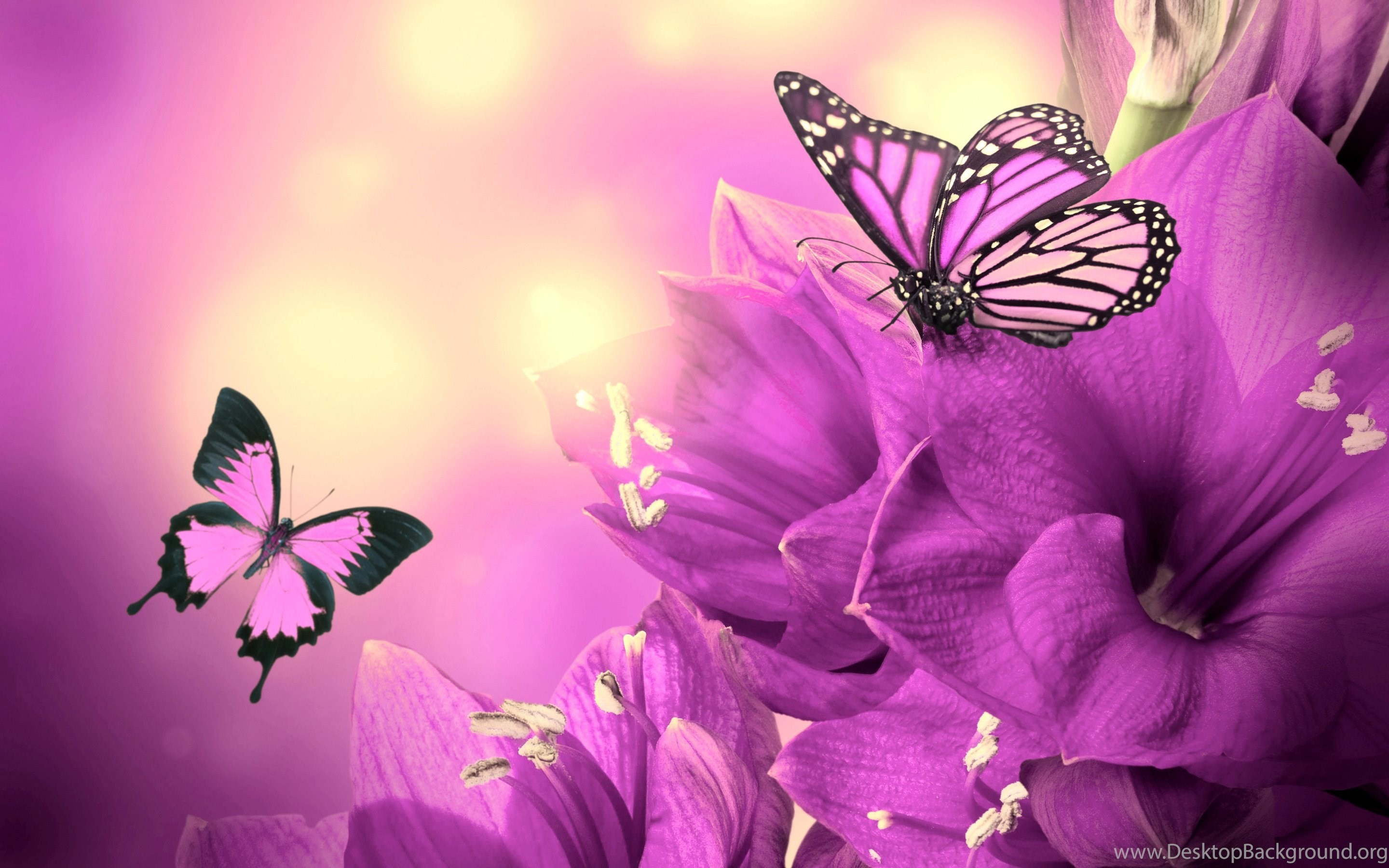 2880x1800 Purple Butterfly Wallpapers 7032 HD Wallpapers Site