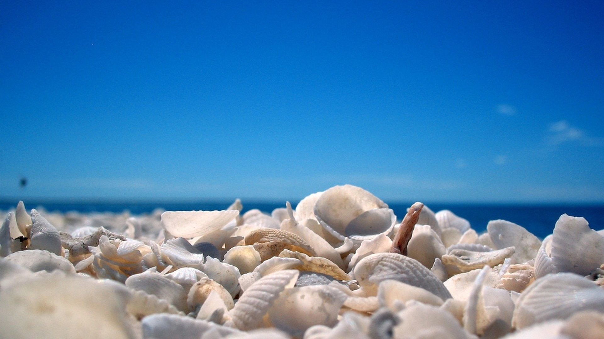 1920x1080 Seashell Tag - Seashells Beach Shells Shell Blue Sky Travel Beaches Seashell  Background For Desktop for