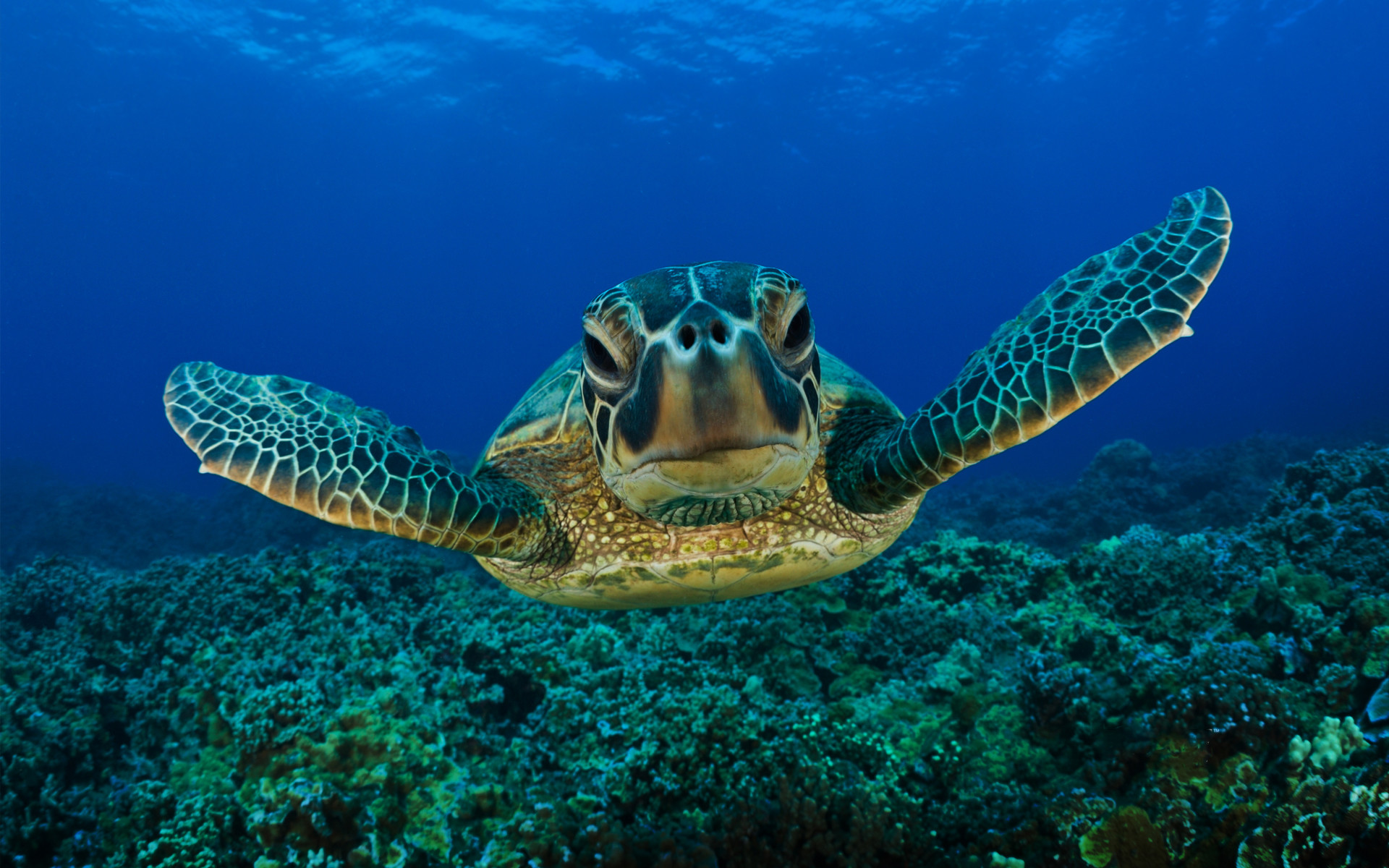 1920x1200 224 Turtle HD Wallpapers | Backgrounds - Wallpaper Abyss