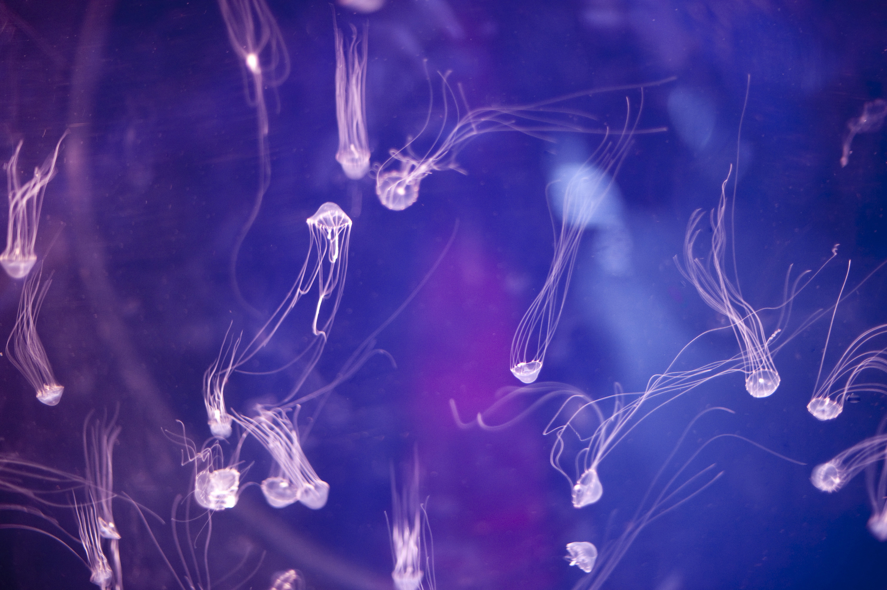 3000x1996 Bloom or swarm of tiny jellyfish illuminated in an aquarium with their  tentacles trailing out behind