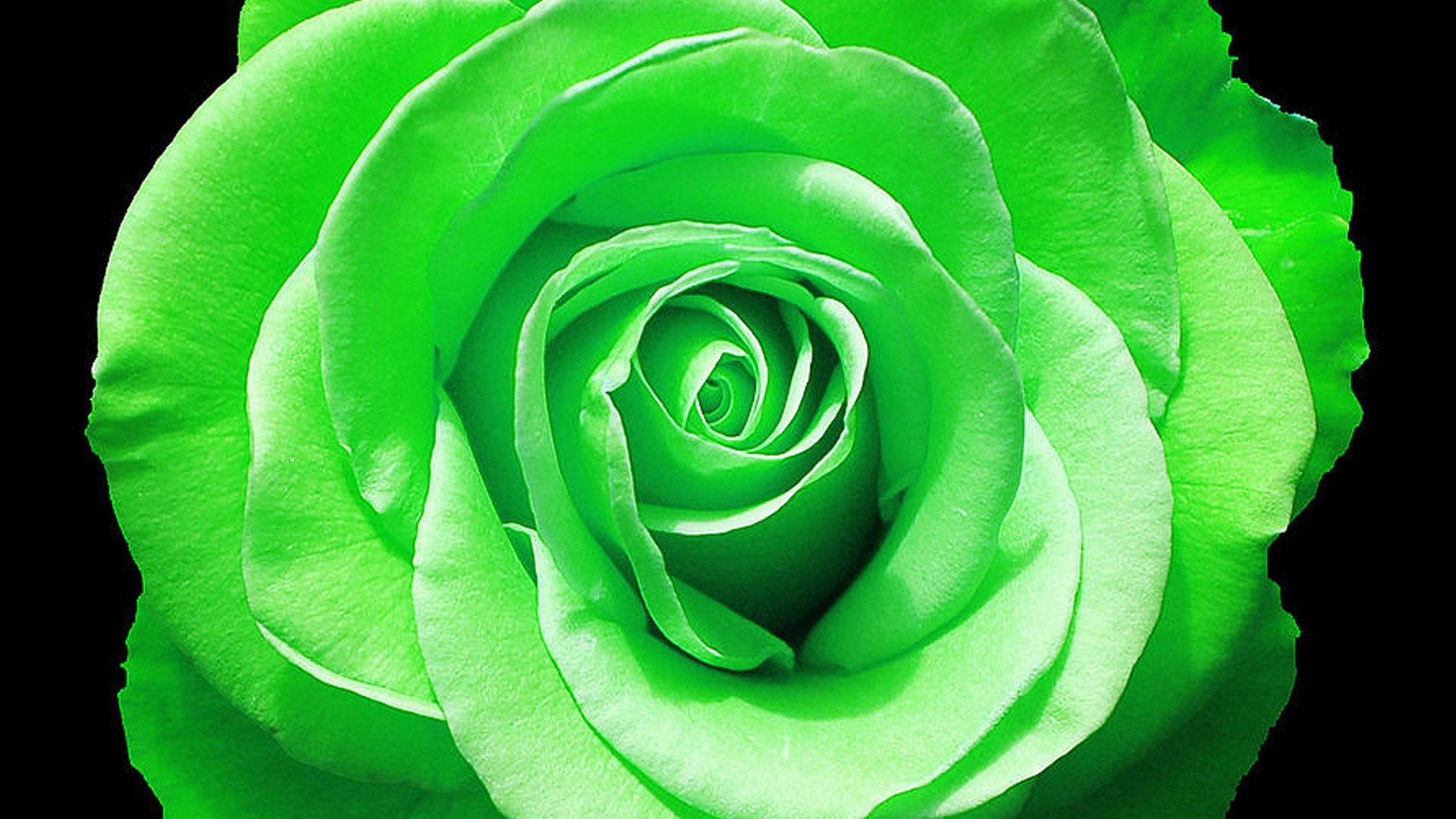 1920x1080 Green Rose in full bloom Wallpapers
