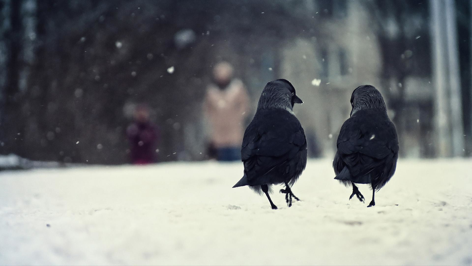 1920x1080 Birds, two, winter, snow, walking, talking, animal wallpaper thumb