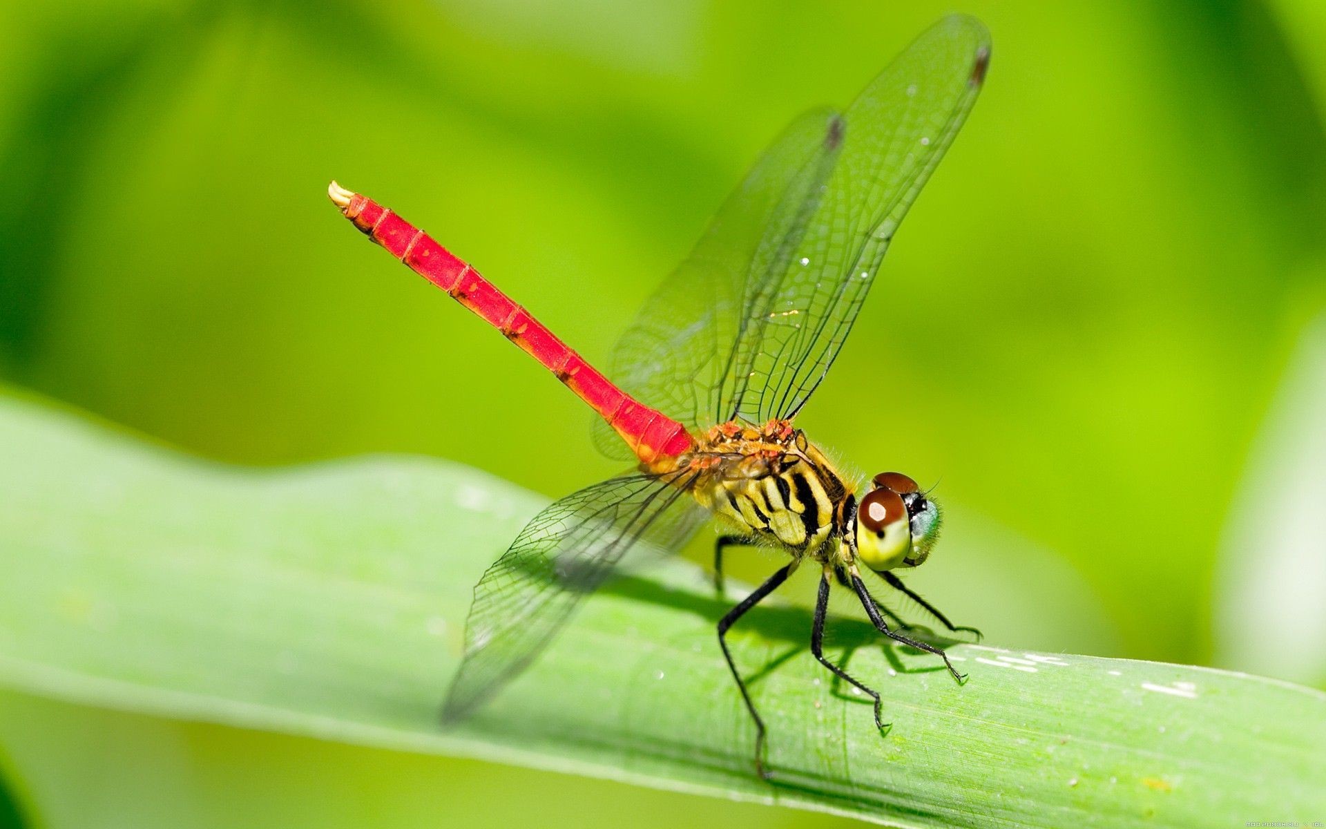 dragonfly-wallpaper-68-images