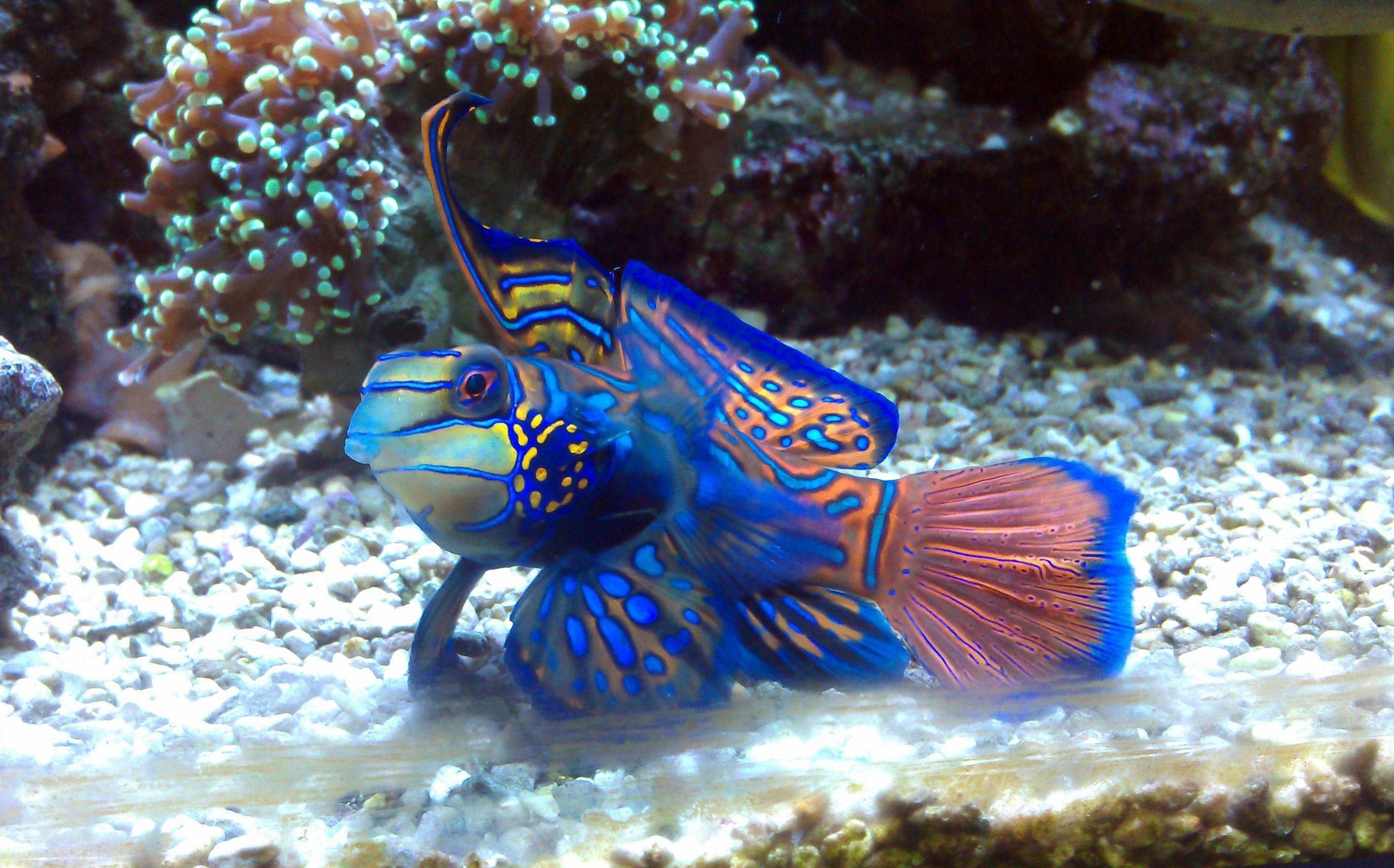 2748x1712 Saw this beatiful fish in a saltwater aquarium. Does anyone know what kind  of fish this is?