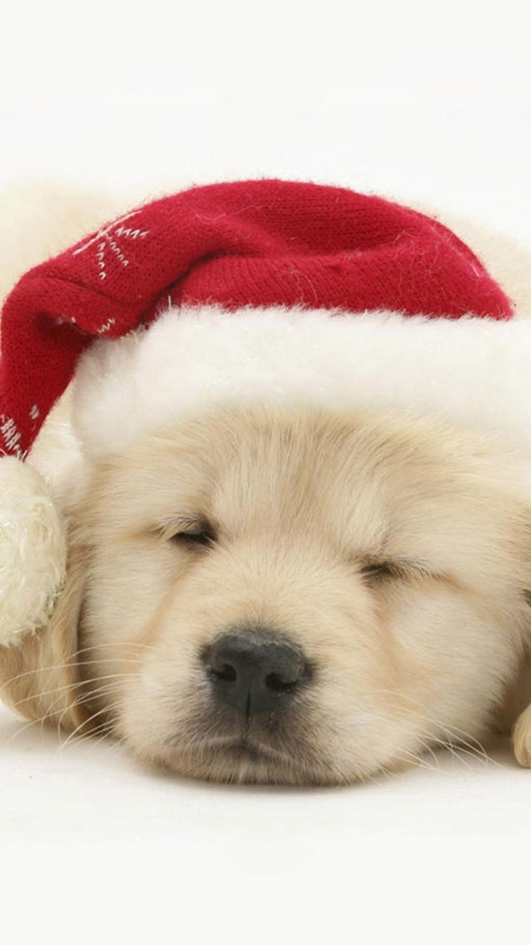 1080x1920 Merry Christmas-Dog - Dogs Wallpaper ID 1287371 - Desktop Nexus Animals