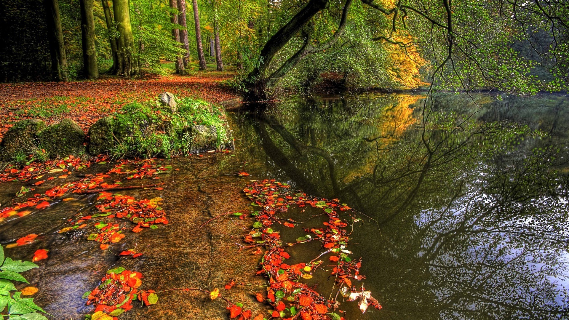 1920x1080 Natural Park Autumn Leaves Pond Trees Plate Full HD Desktop Wallpapers
