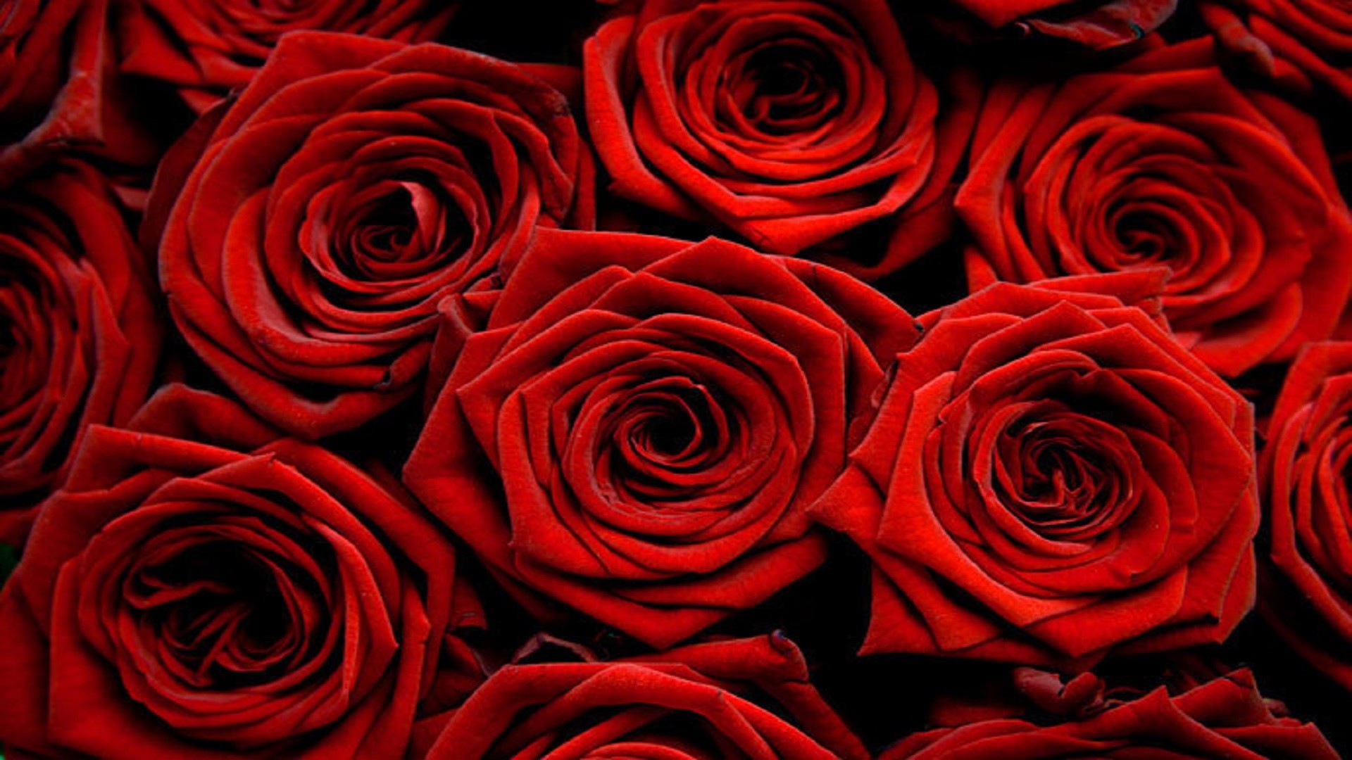 1920x1080 nice-beautiful-look-hd-free-wallpaper-red-rose