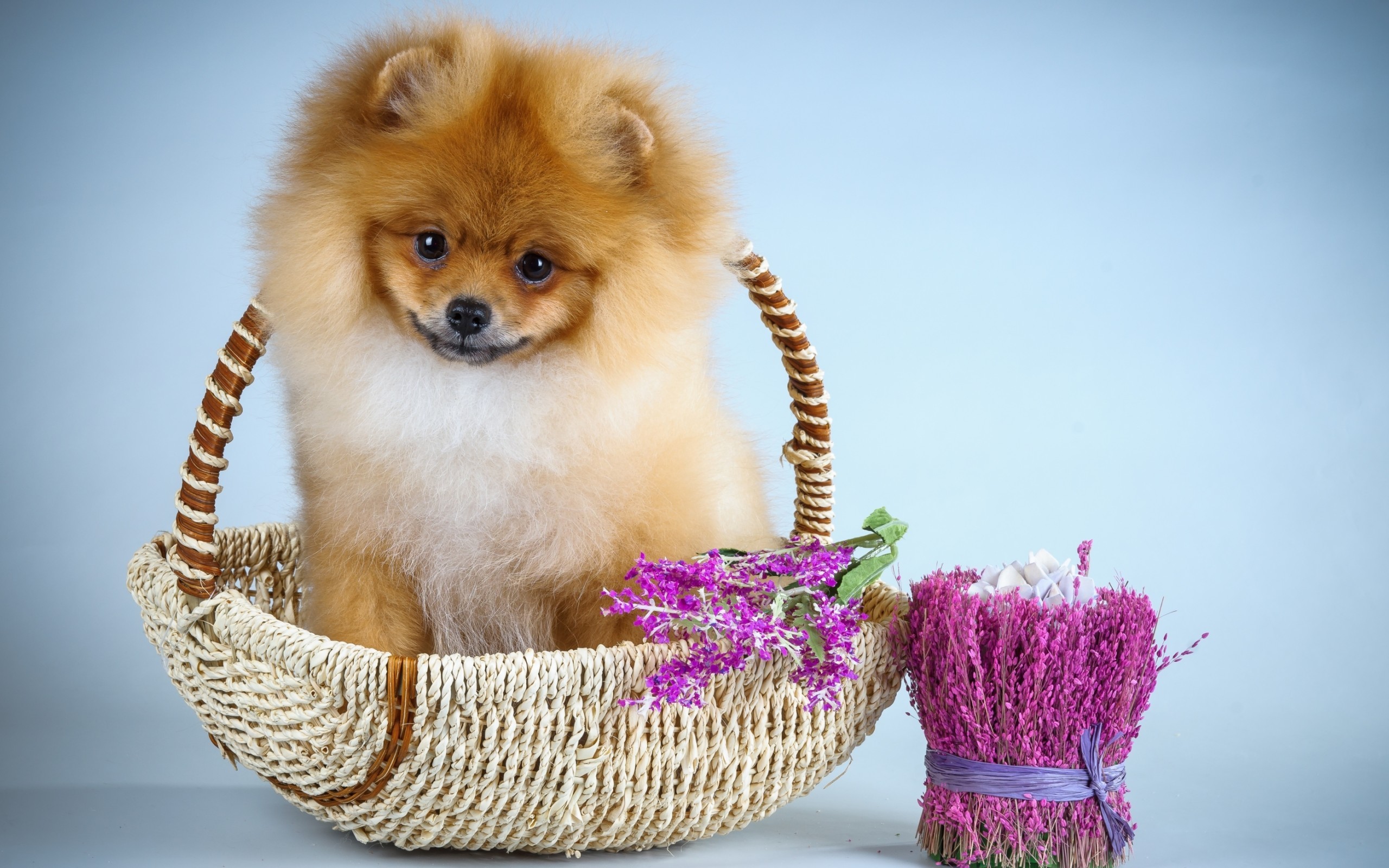 2560x1600 Dogs: Cute Blue Pink Flower Dog Sweet Animal Pomeranian Puppy .