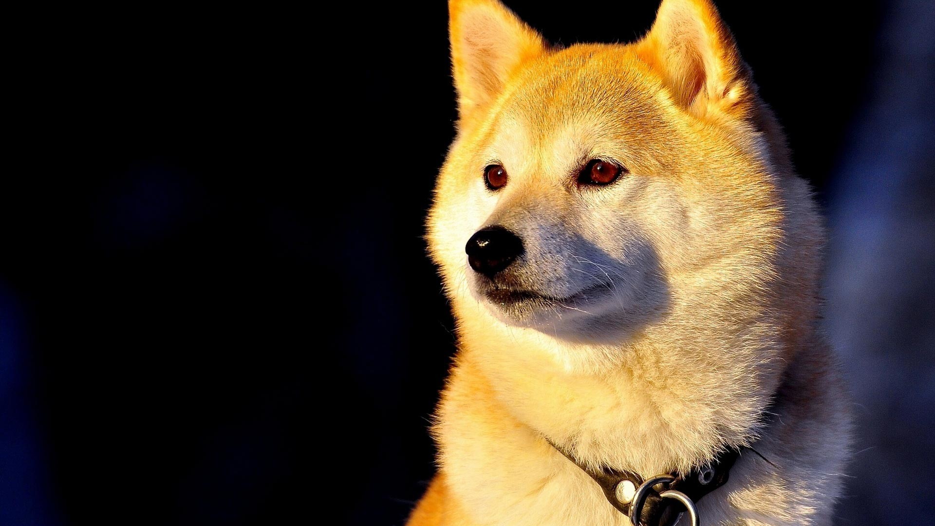 1920x1080 What's in the theme? This theme pack consists of several HD Shiba Inu  wallpapers ...