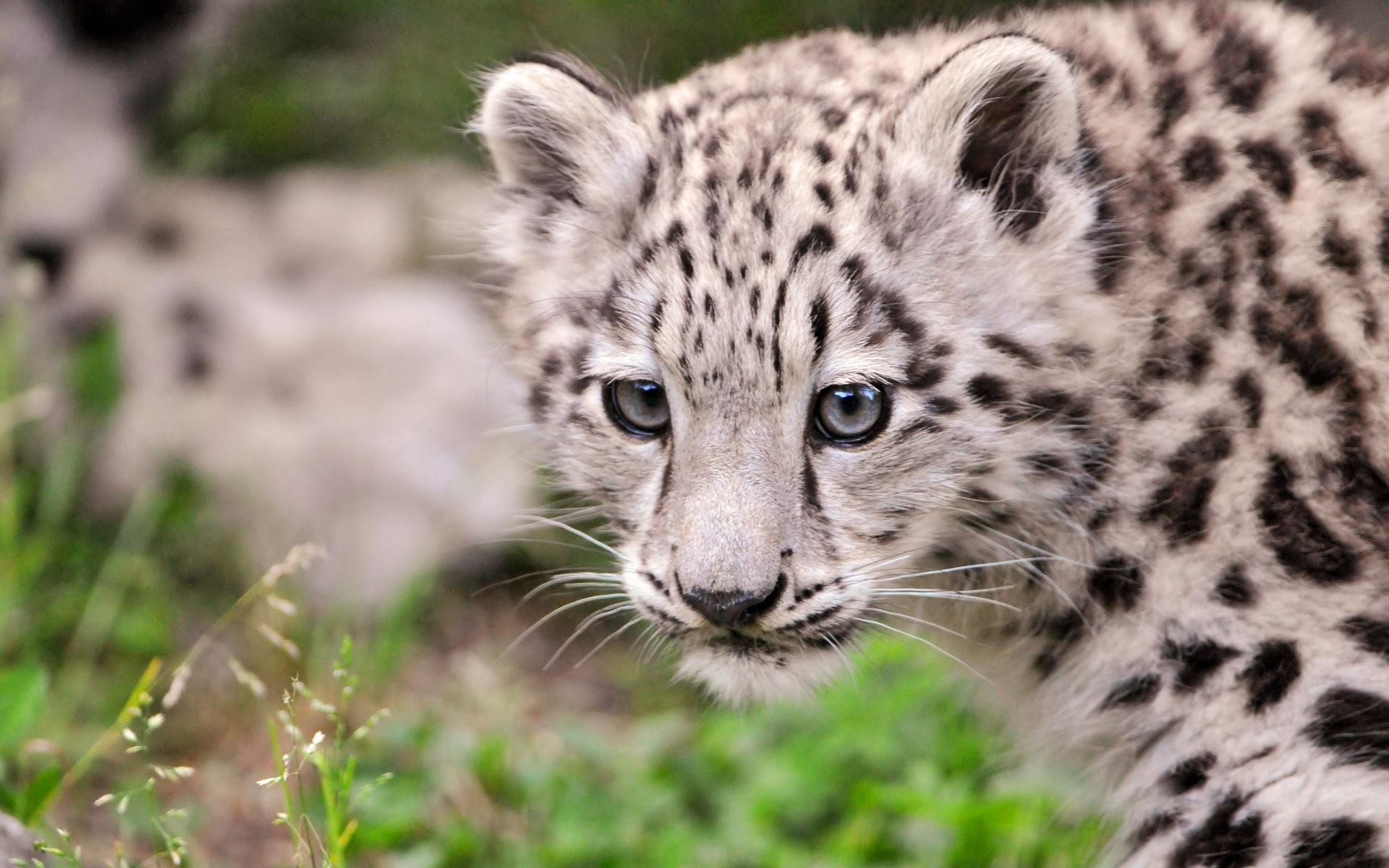1920x1200 Awesome Snow Leopard Wallpaper 30584