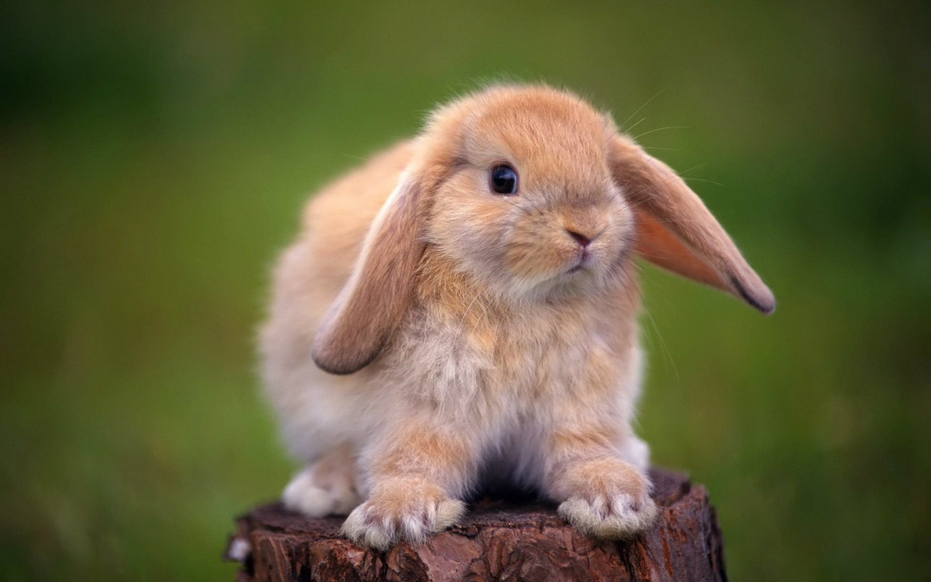 1920x1200  Cute Rabbit Baby HD Wallpapers Â· Download Â· Standard ...