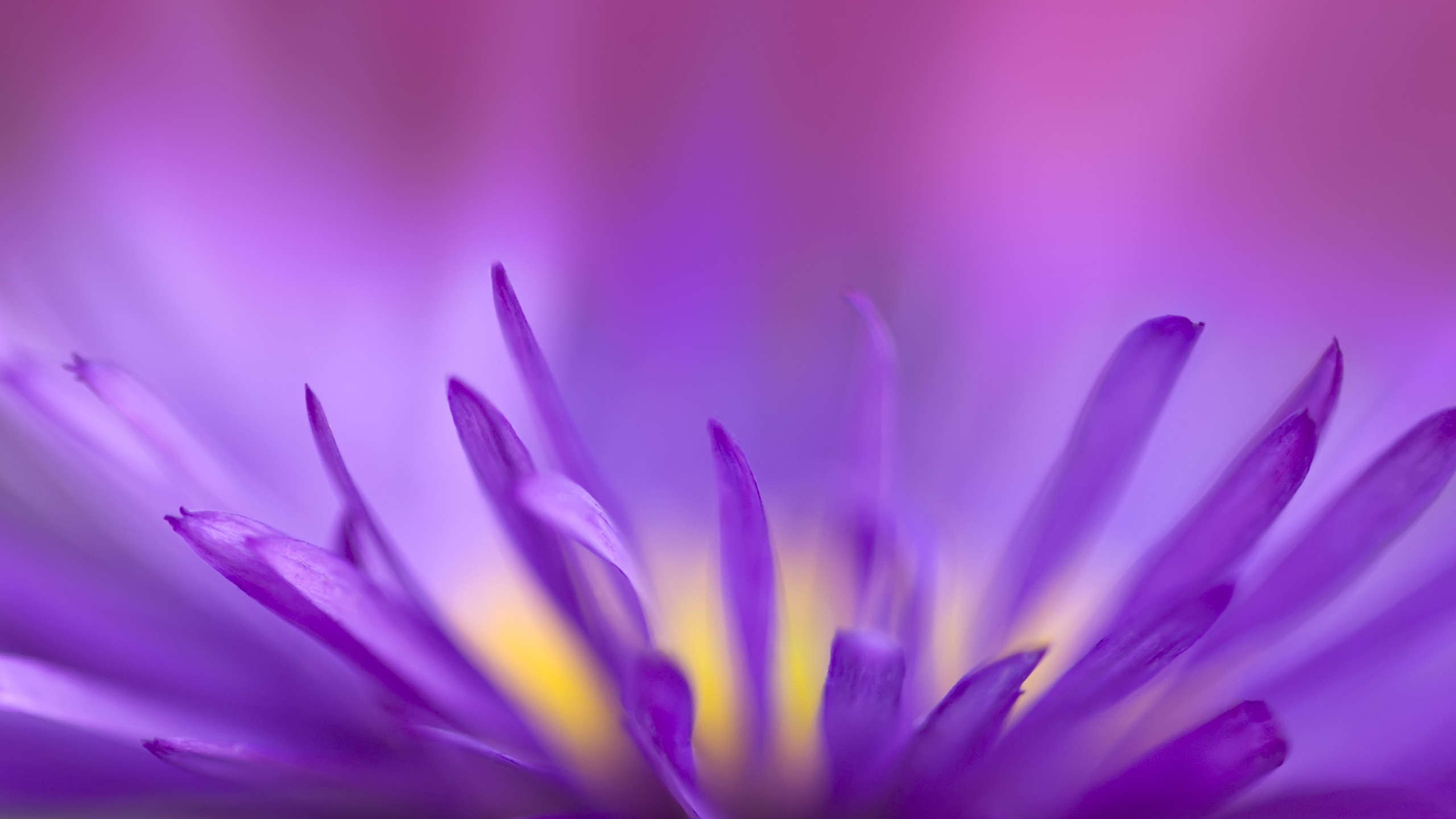 2560x1440 ... x 1440 Original. Description: Download Purple Flames Flowers wallpaper  ...