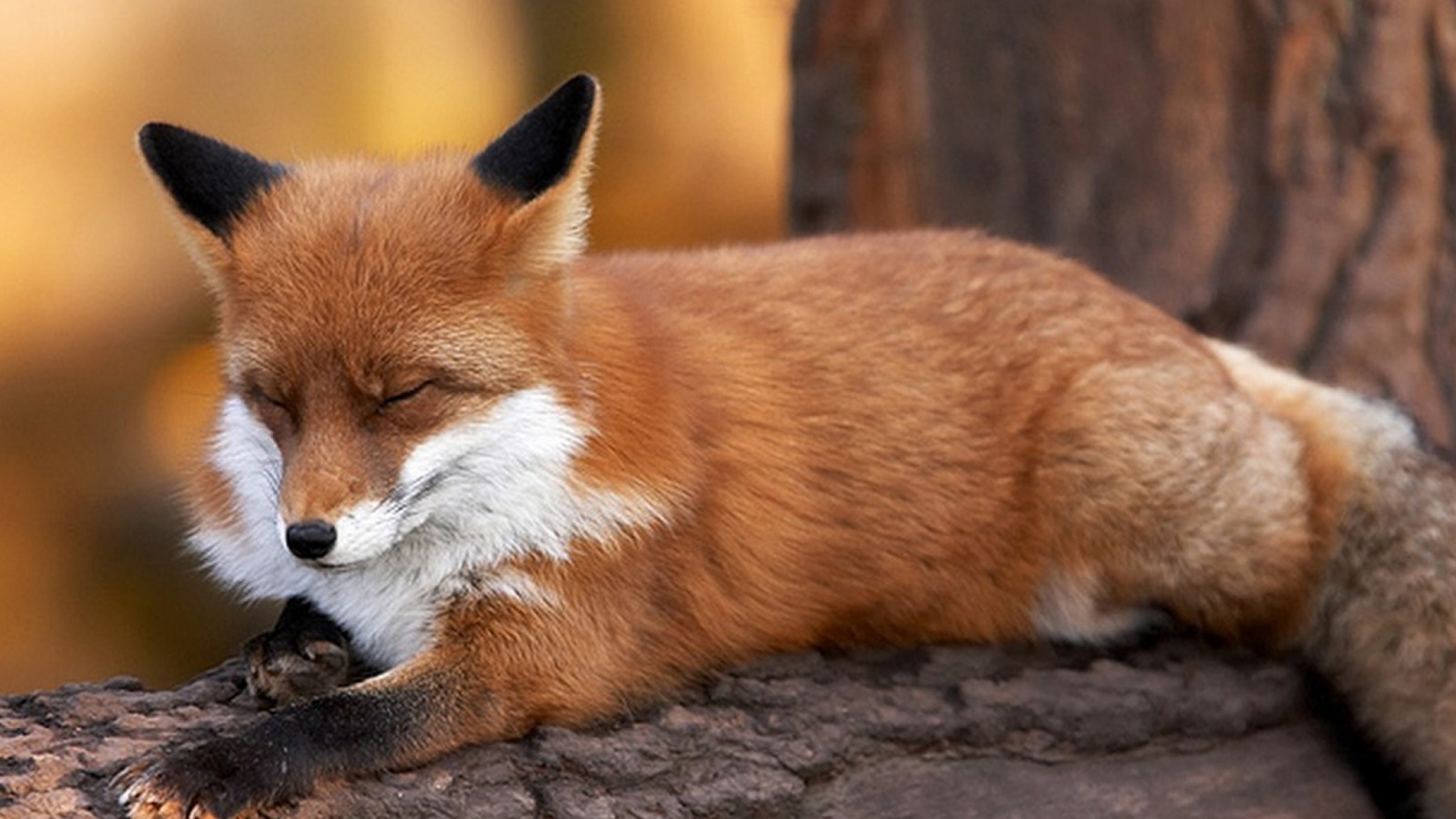 2048x1152  Wallpaper fox, timber, lying, furry