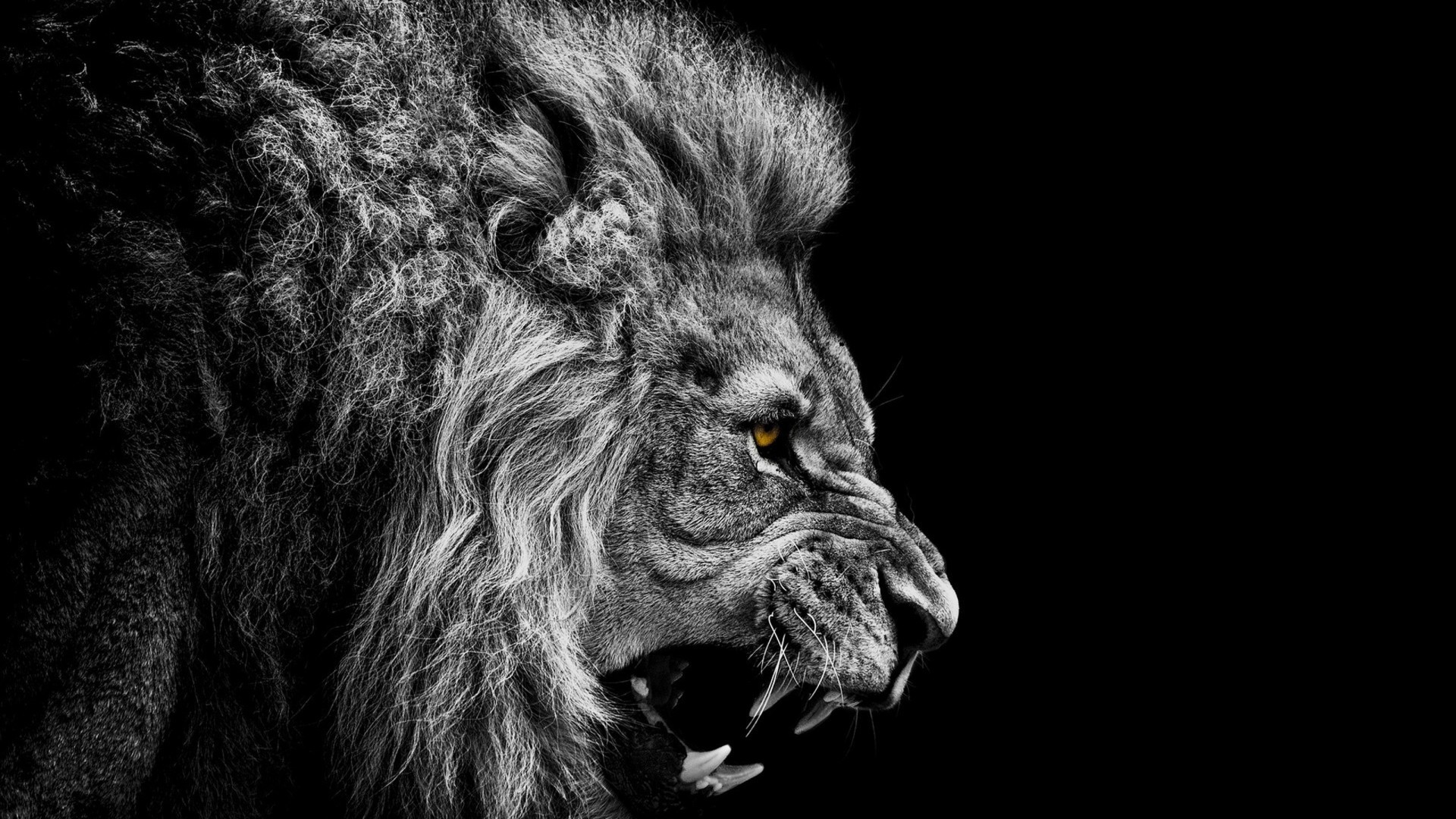 1920x1080 Black And White Lion