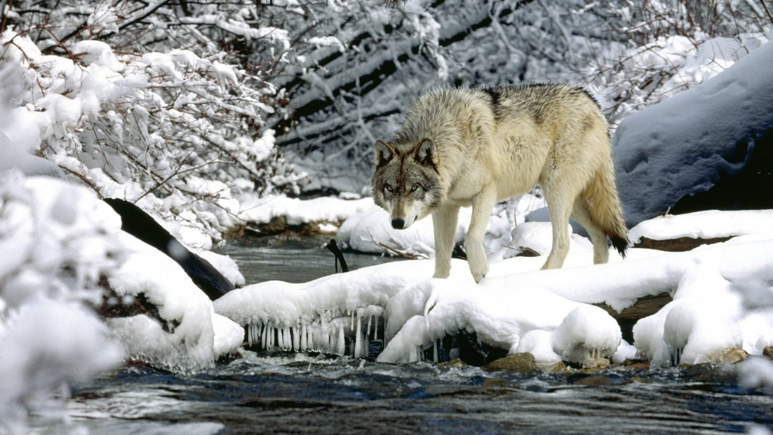 2560x1440  Wallpaper water, river, snow, spring, wolf